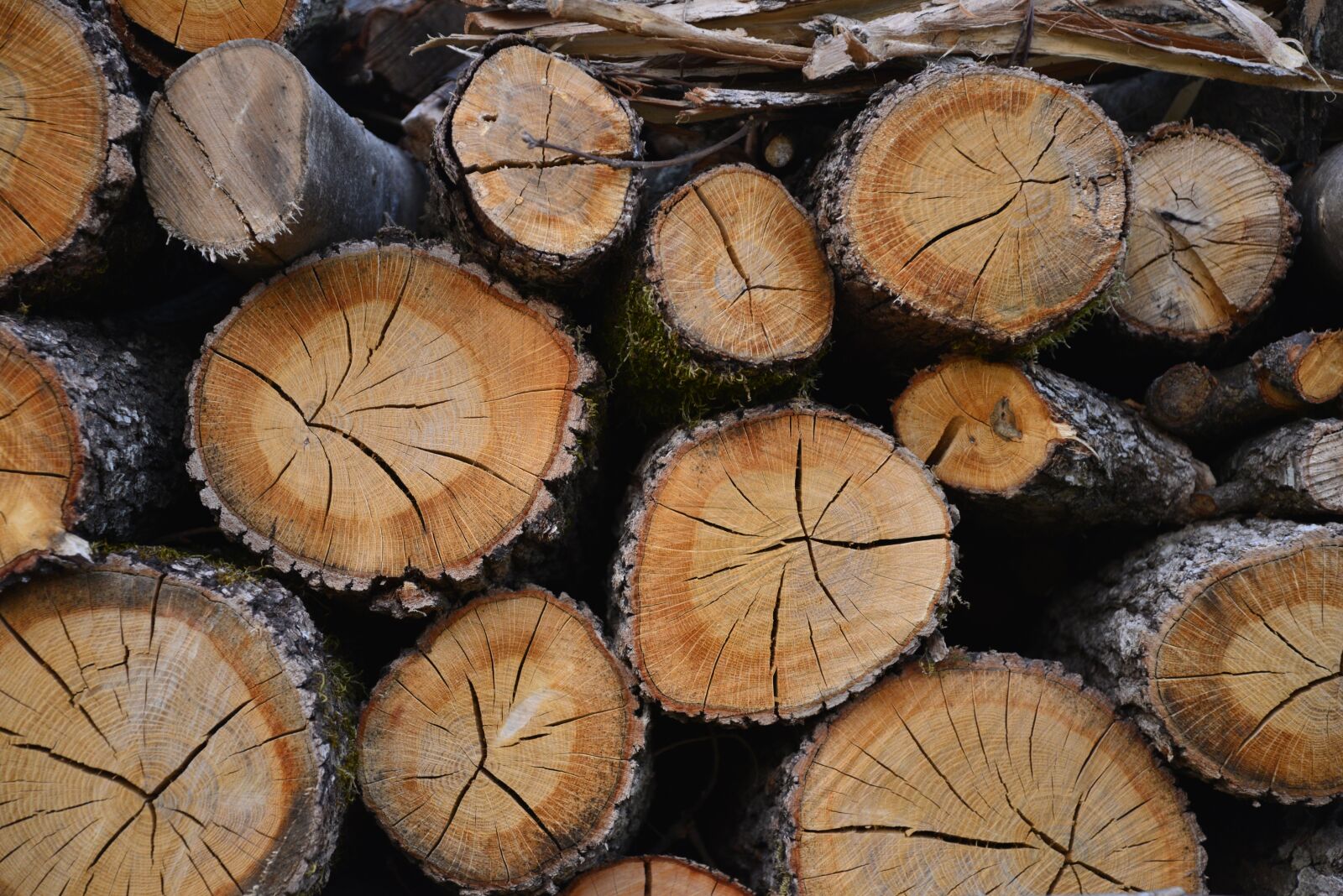 Nikon D610 sample photo. Wood, trunks, nature photography
