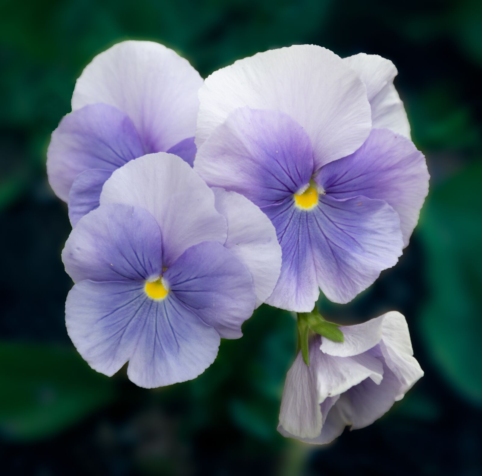 Canon EF 24-105mm F4L IS USM sample photo. Blue, nature, flower photography