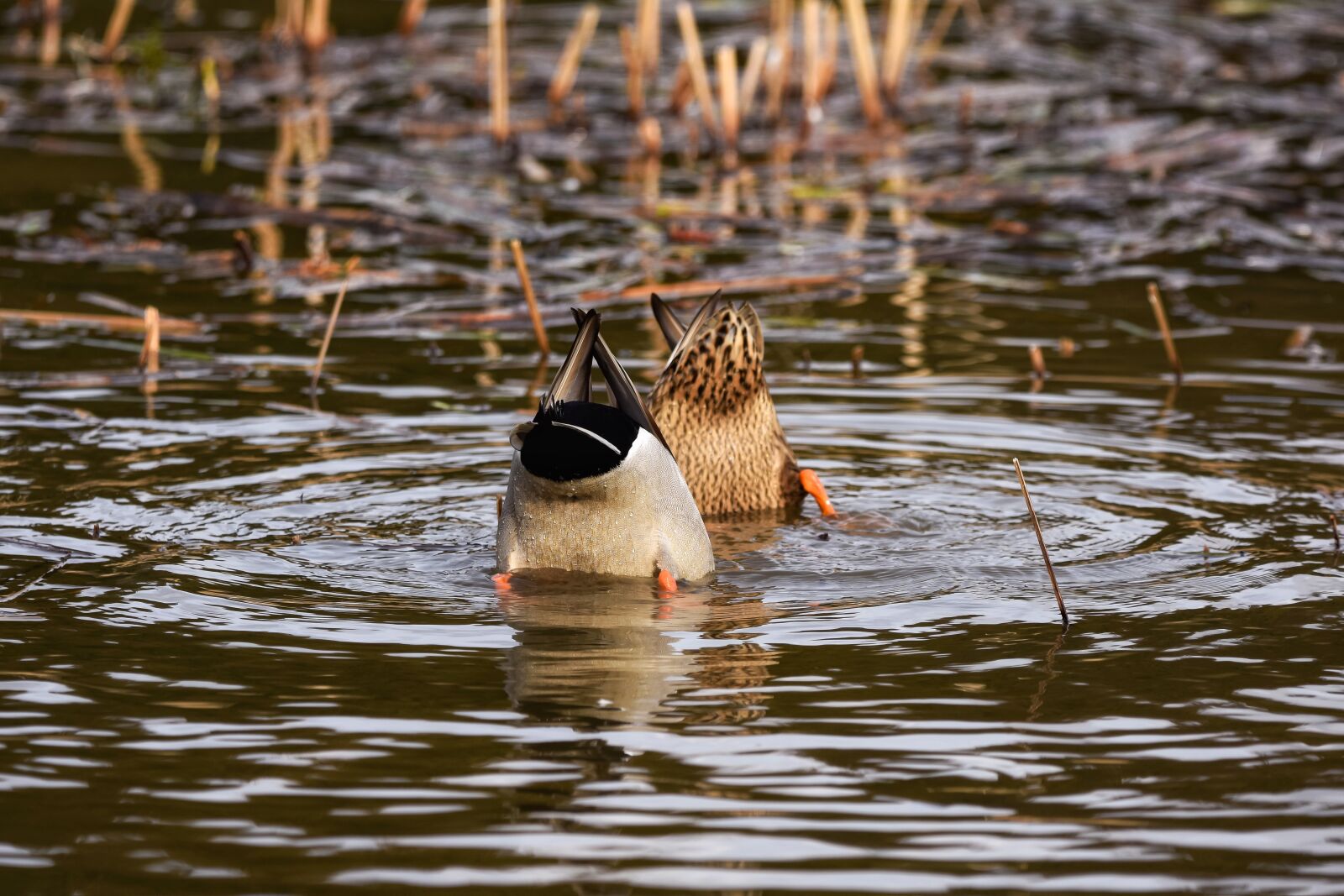 Nikon D7200 sample photo. Animal, pond, water photography