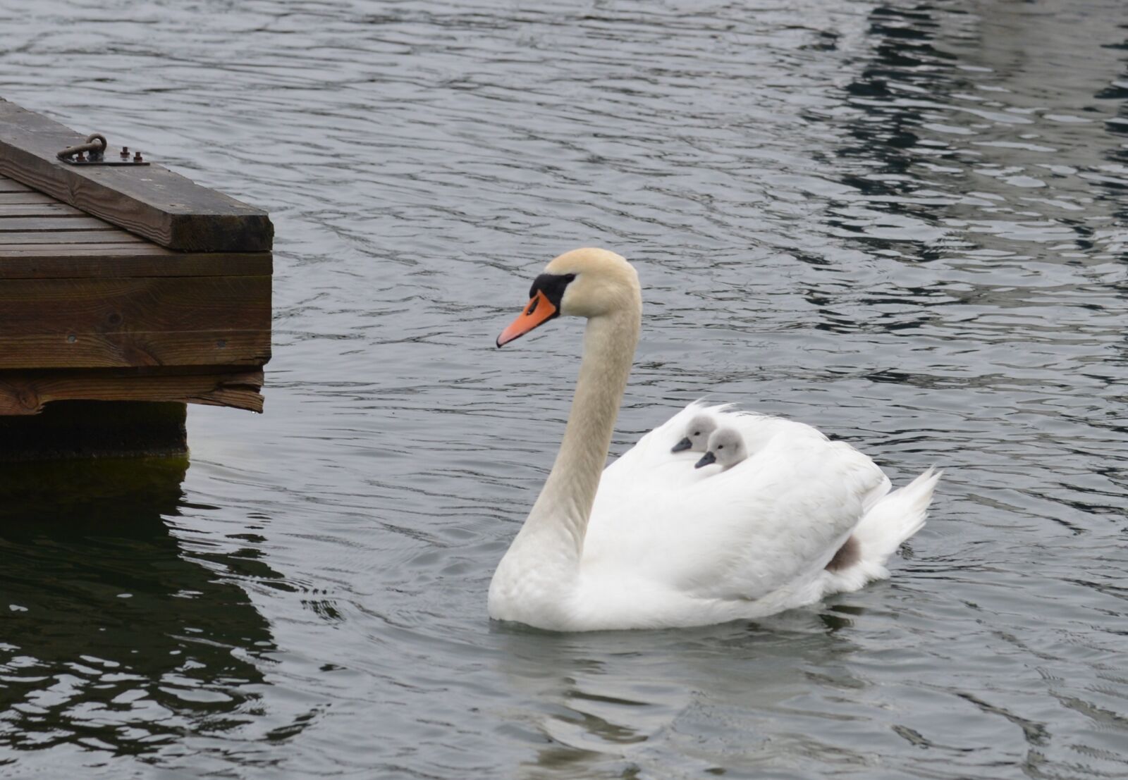 Nikon D600 sample photo. Swan, mothers love, bird photography