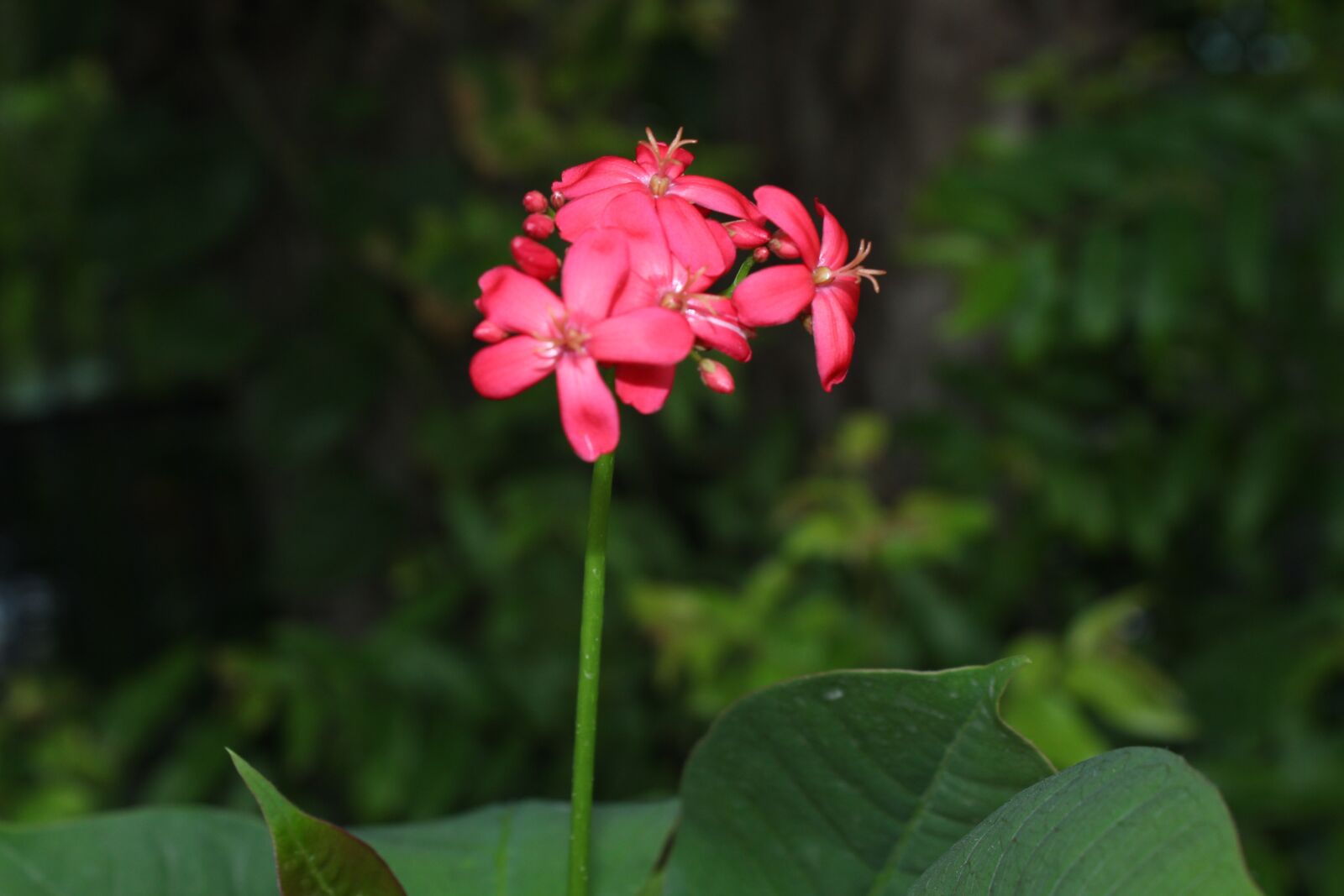 Canon EOS 700D (EOS Rebel T5i / EOS Kiss X7i) sample photo. Blossoms, flower, pink photography
