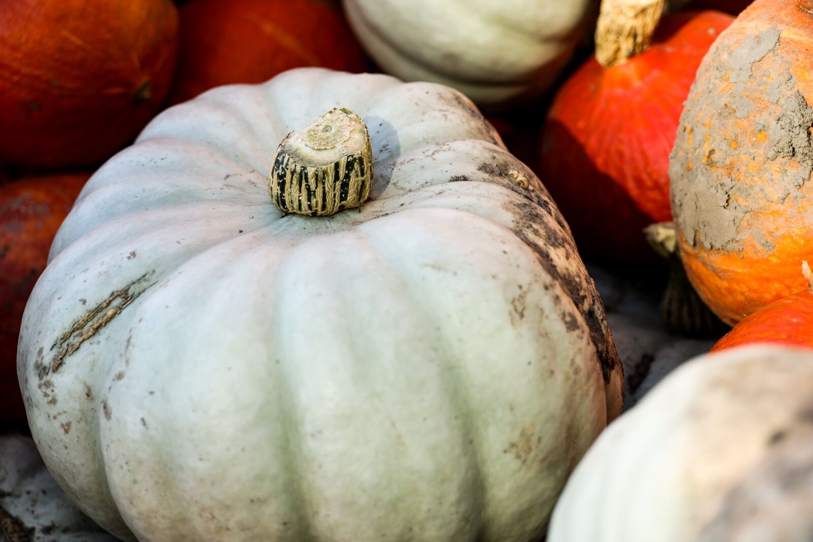 Canon EOS R sample photo. Pumpkin, squash, vegetables photography