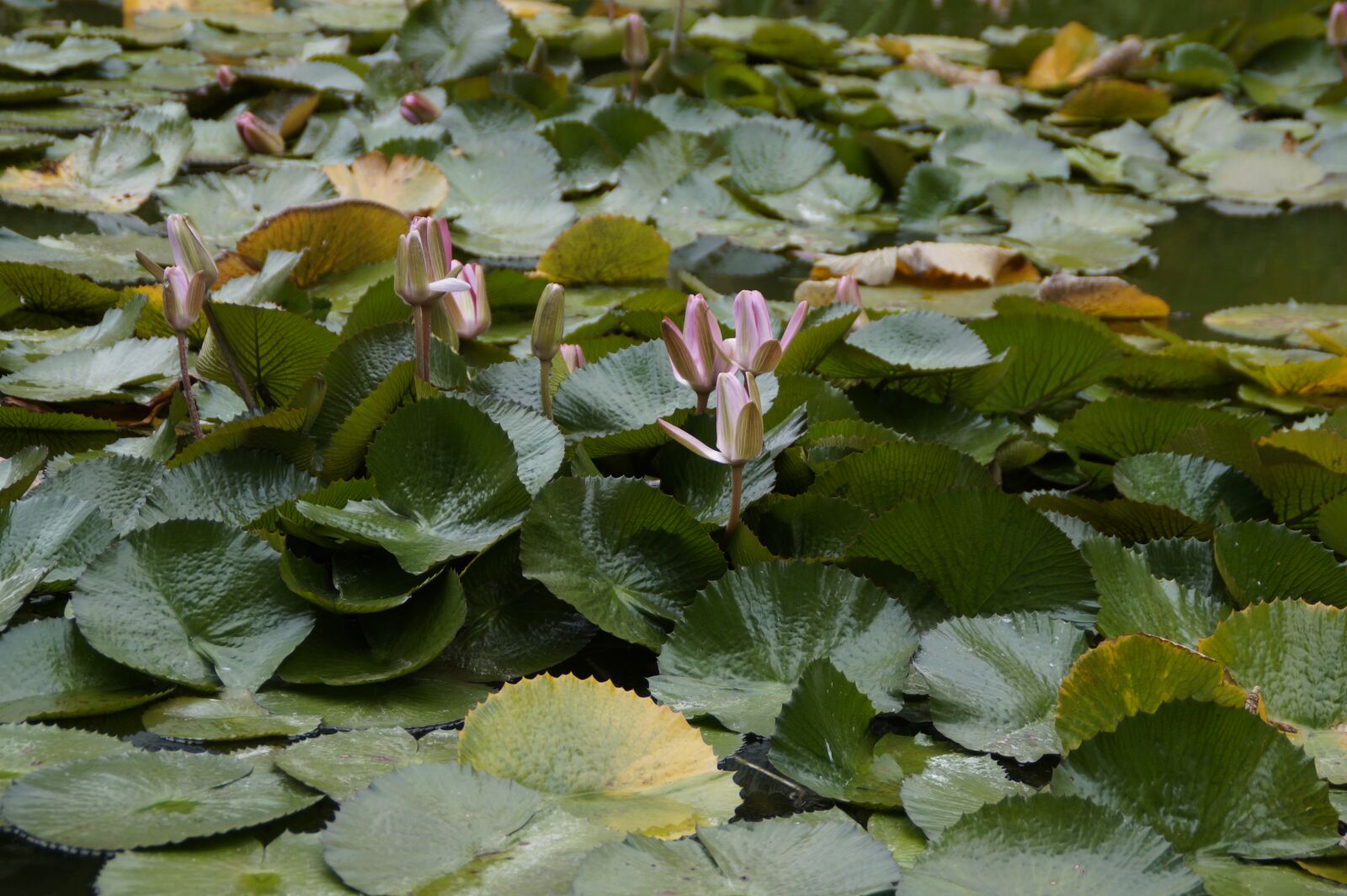 Sony SLT-A58 sample photo. Water lilies, lily pad photography