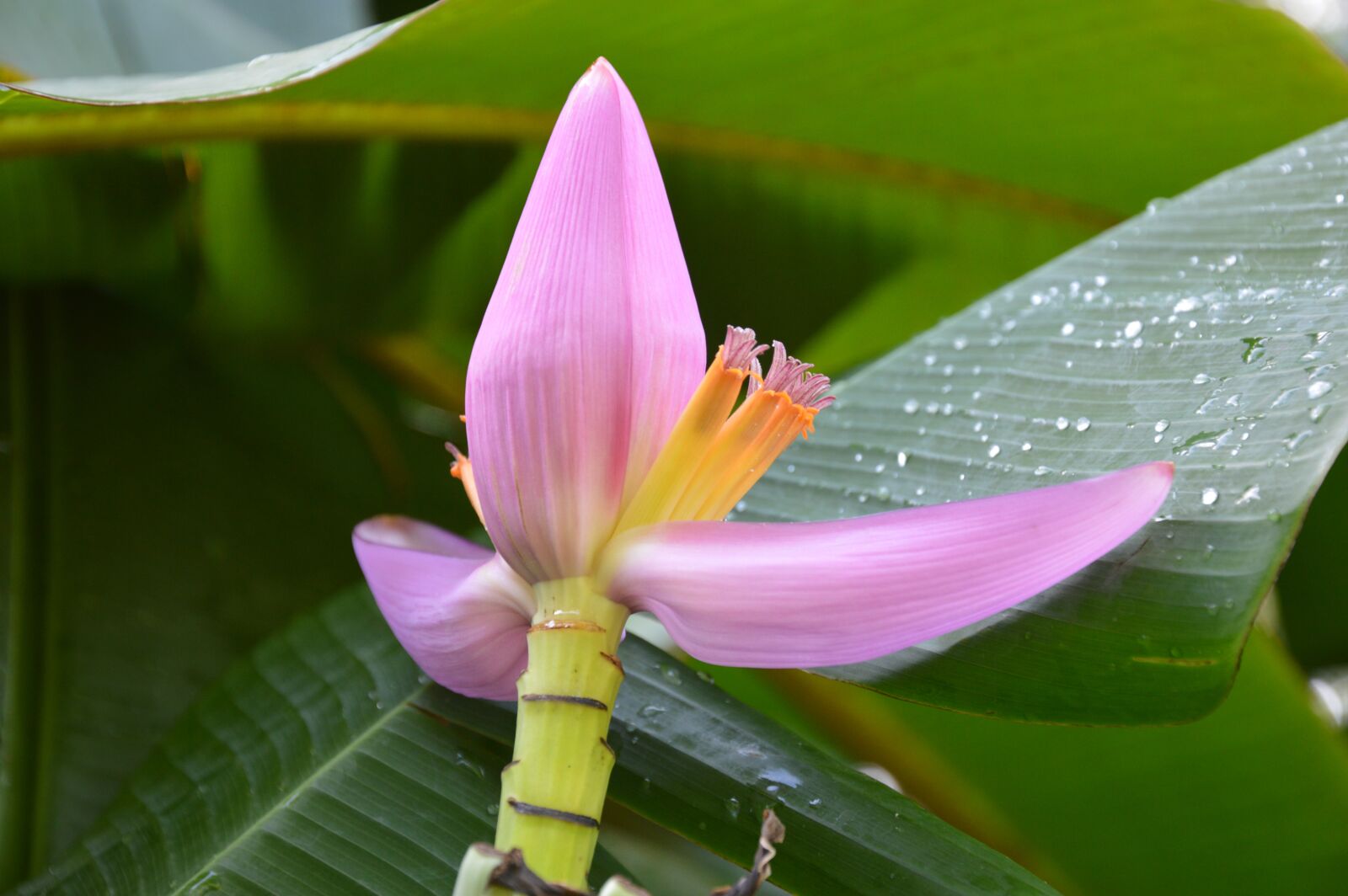 Nikon D3200 sample photo. Flowers, banana, leaves photography