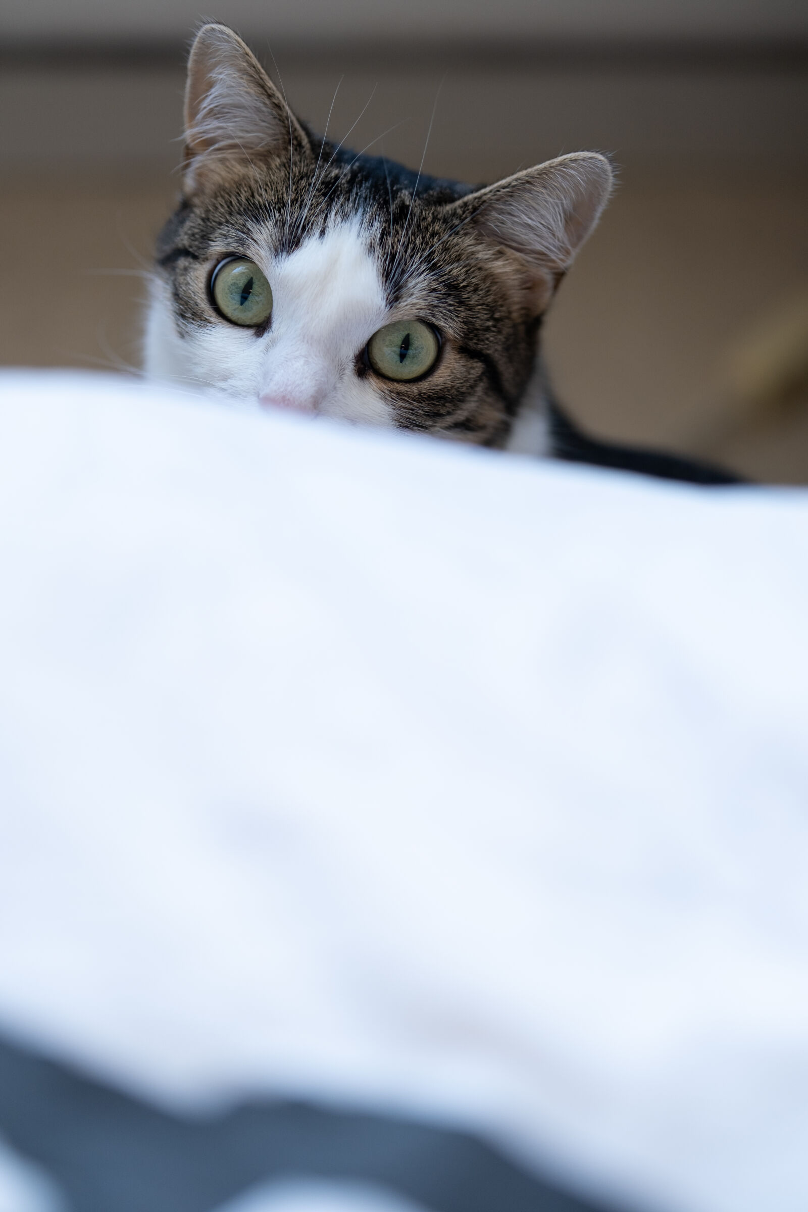 Sigma 56mm F1.4 DC DN | C sample photo. Curious cat photography