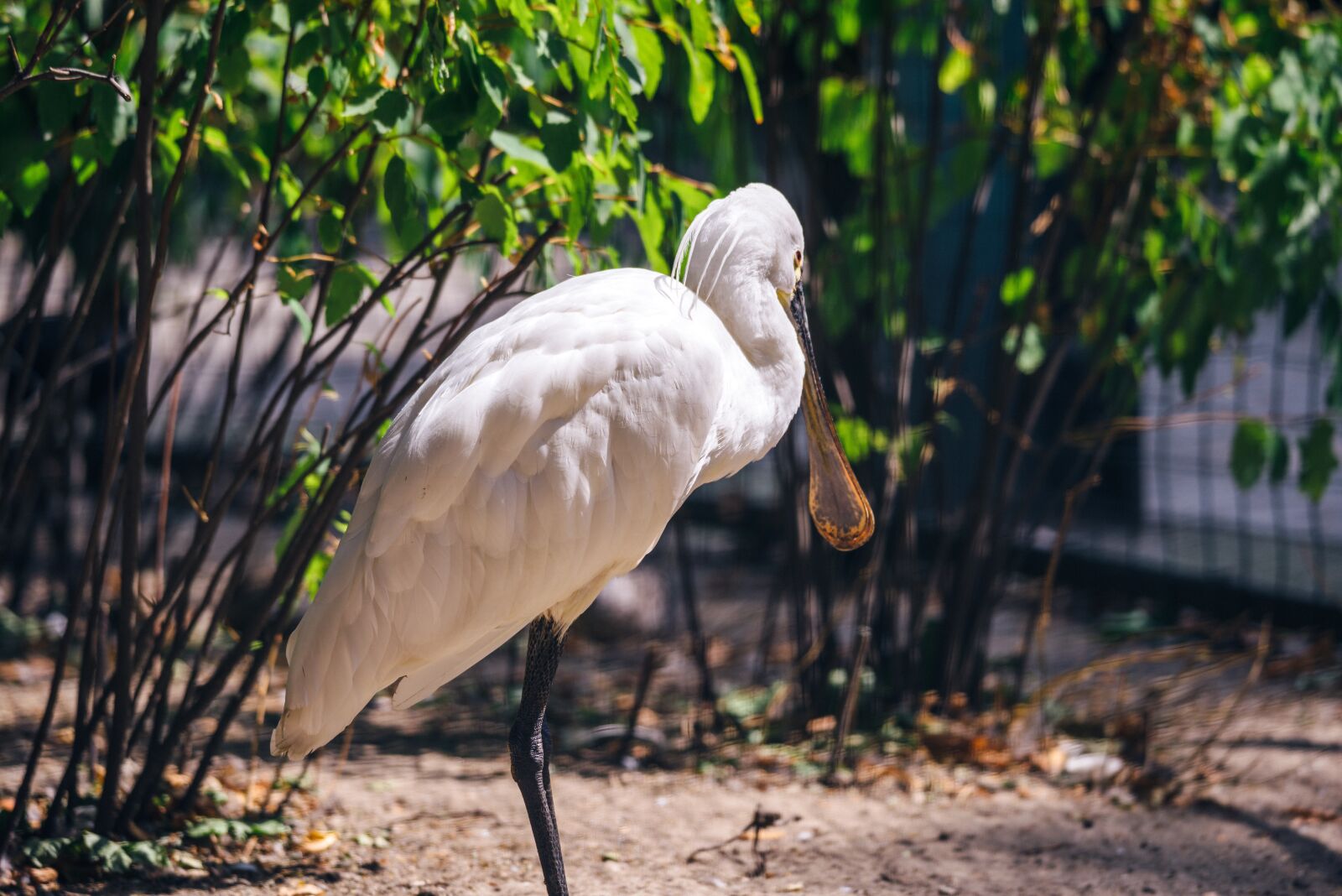Nikon D800 sample photo. White bird, zoo, cage photography