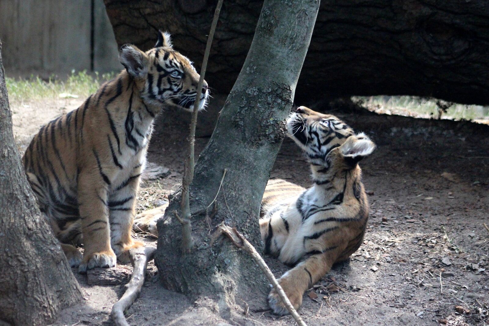Canon EOS 600D (Rebel EOS T3i / EOS Kiss X5) sample photo. Tiger, sumatran, cub photography