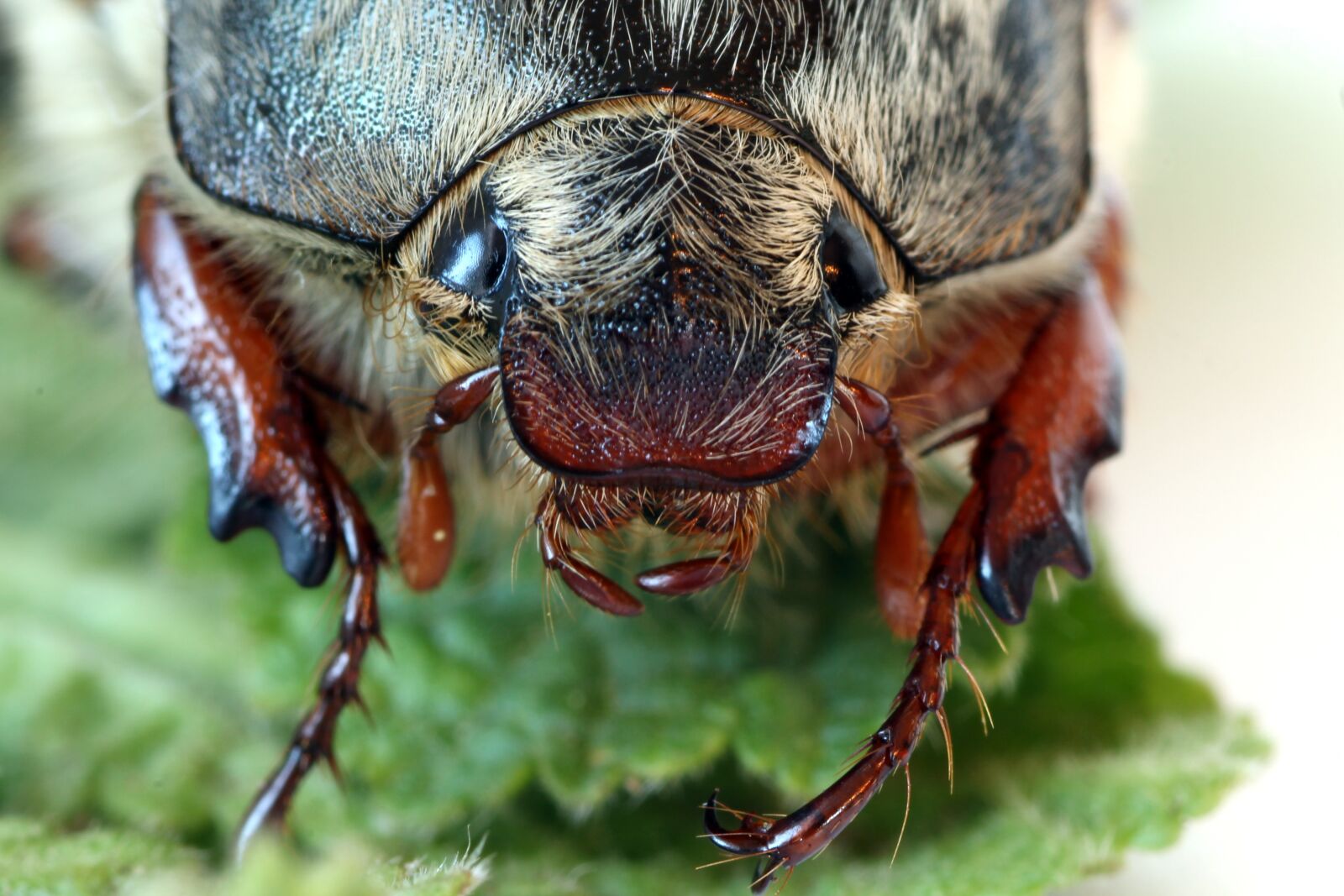 Tamron SP 90mm F2.8 Di VC USD 1:1 Macro sample photo. Maik fer, close up photography