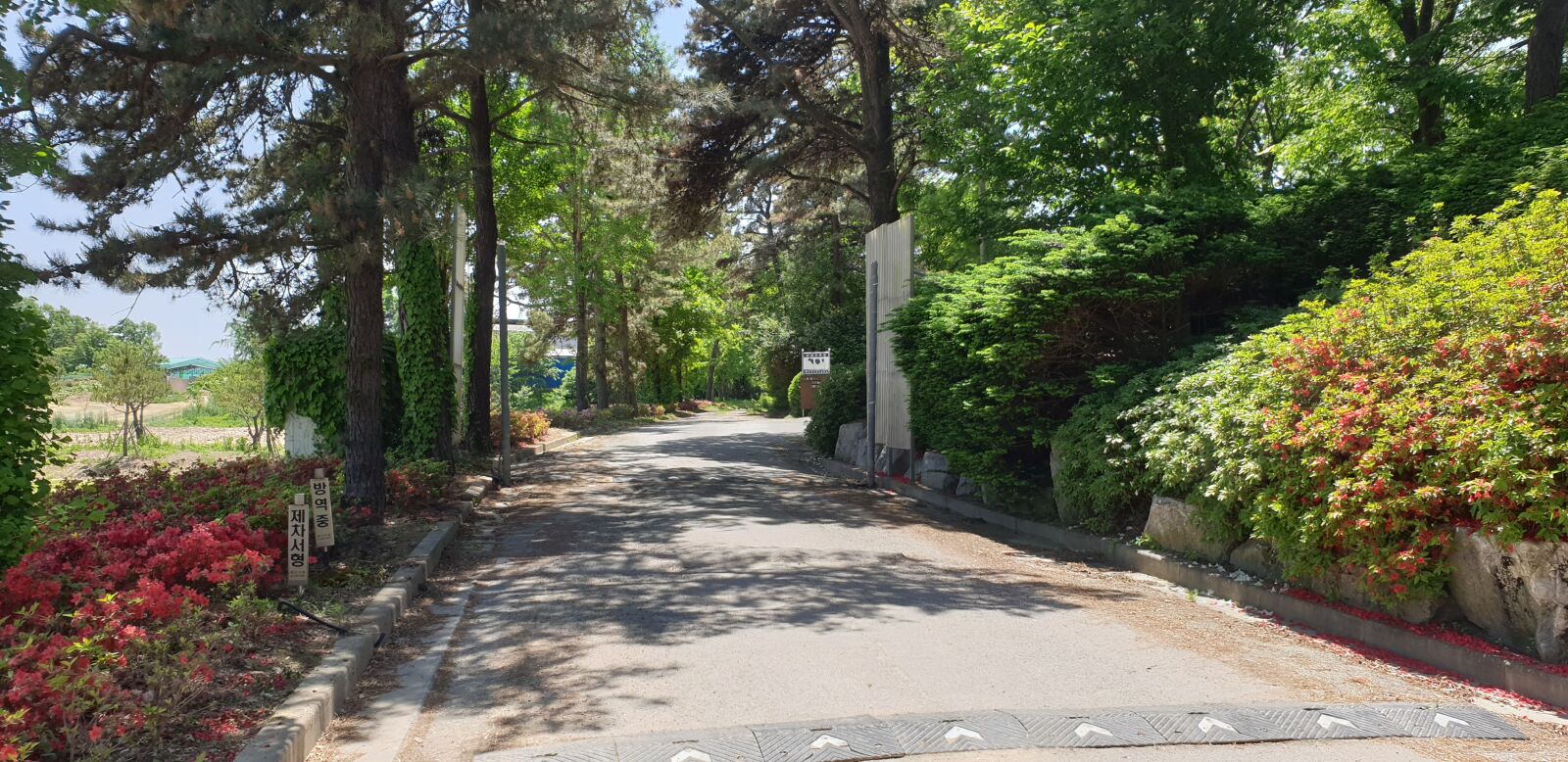 Samsung Galaxy Note9 sample photo. Nature, officer, country road photography