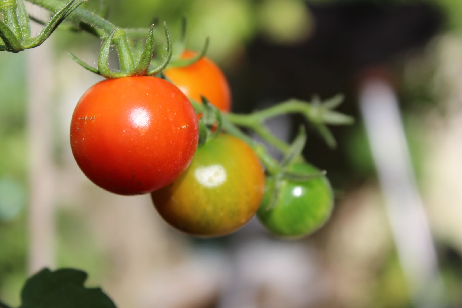 Canon EOS 1300D (EOS Rebel T6 / EOS Kiss X80) sample photo. Tomatoes, vegetables, eat photography