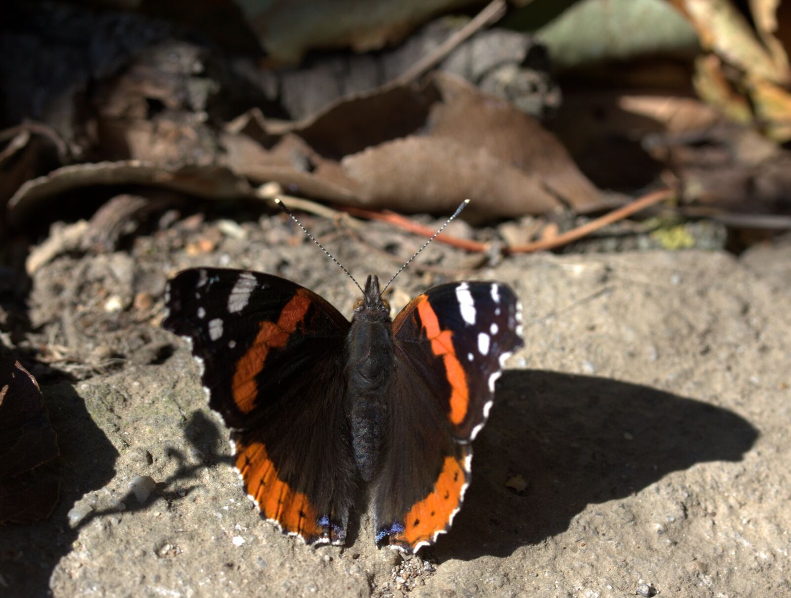 Canon EF-S 60mm F2.8 Macro USM sample photo. Butterfly, black, red photography