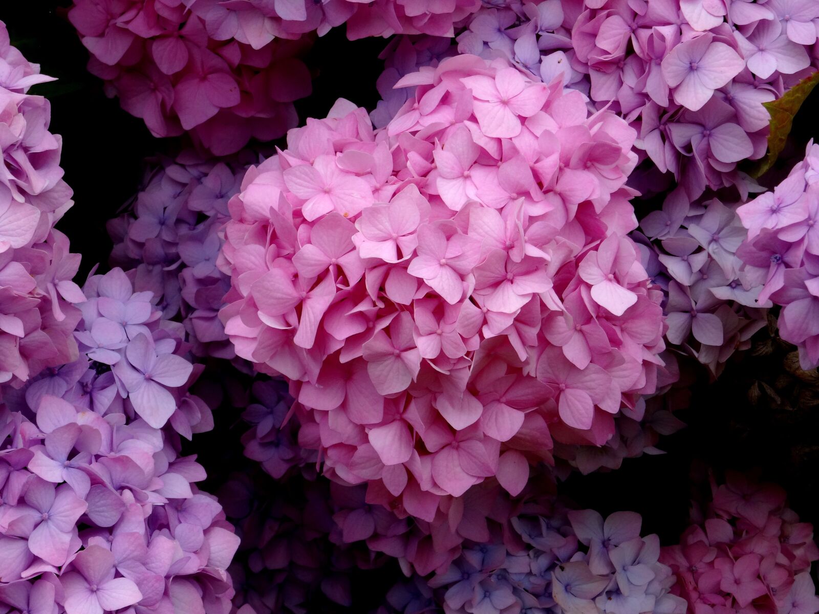 Sony Cyber-shot DSC-HX50V sample photo. Blossom, bloom, hydrangea photography