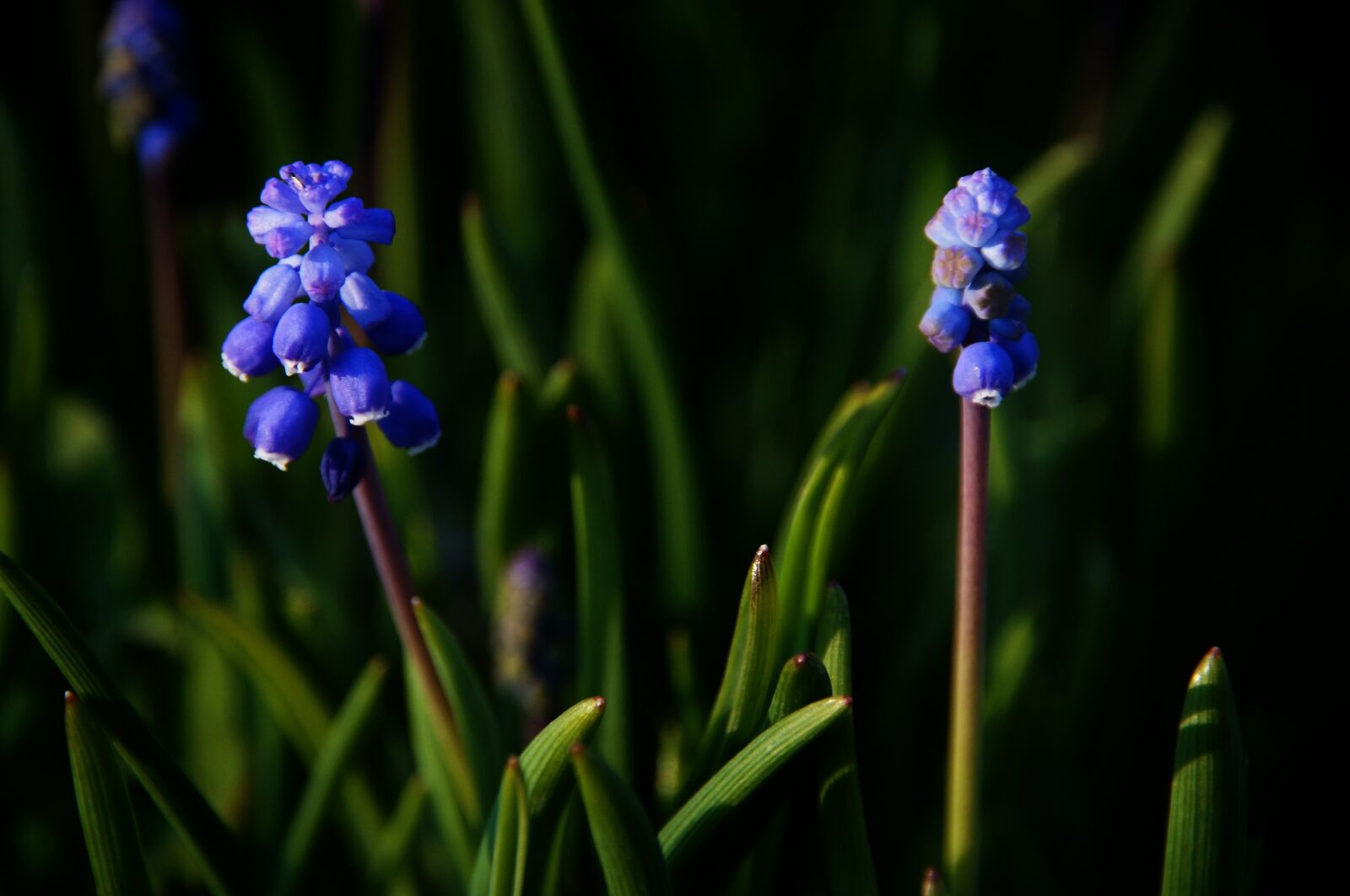 Sony SLT-A57 sample photo. Flower garden, flower, close photography