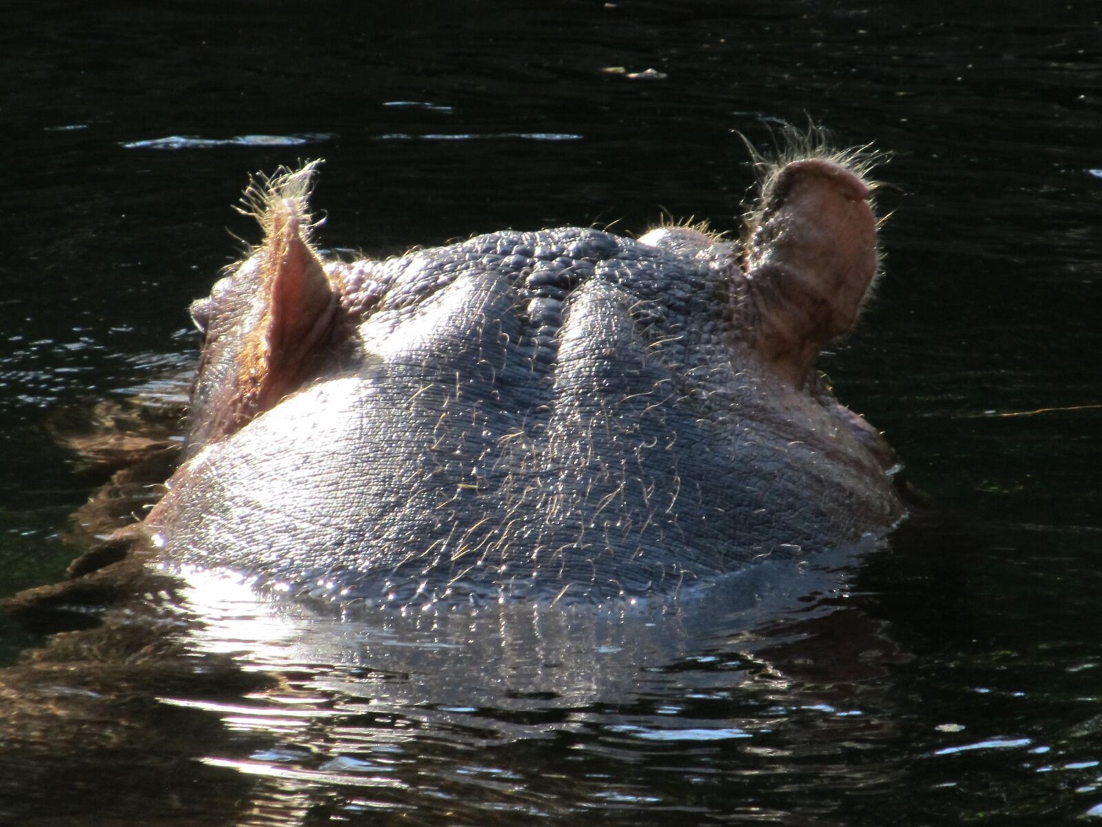 Canon PowerShot SX130 IS sample photo. Hippopotamus, hippo, head photography