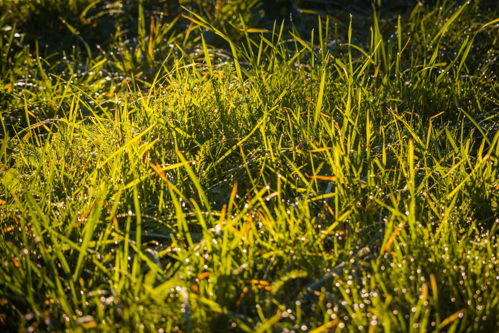 Canon EOS 100D (EOS Rebel SL1 / EOS Kiss X7) sample photo. Grass, dew, green photography