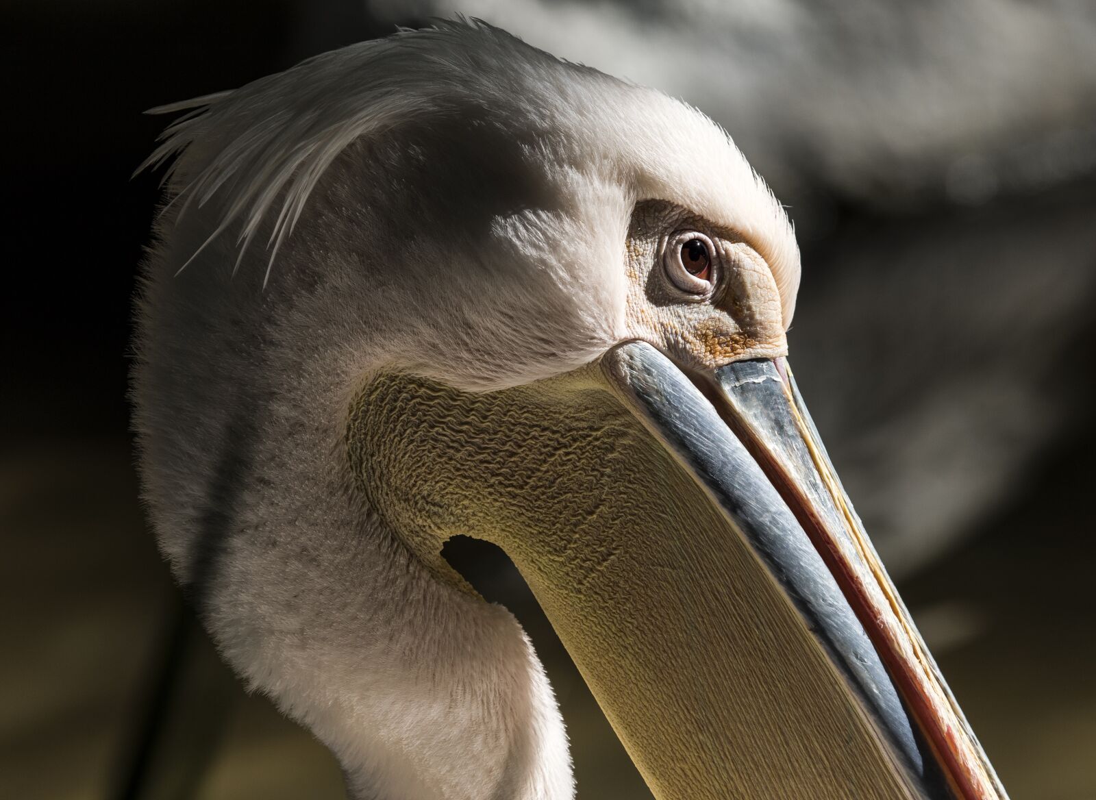 Canon EF 100-400mm F4.5-5.6L IS USM sample photo. Pelican, bird, nature photography