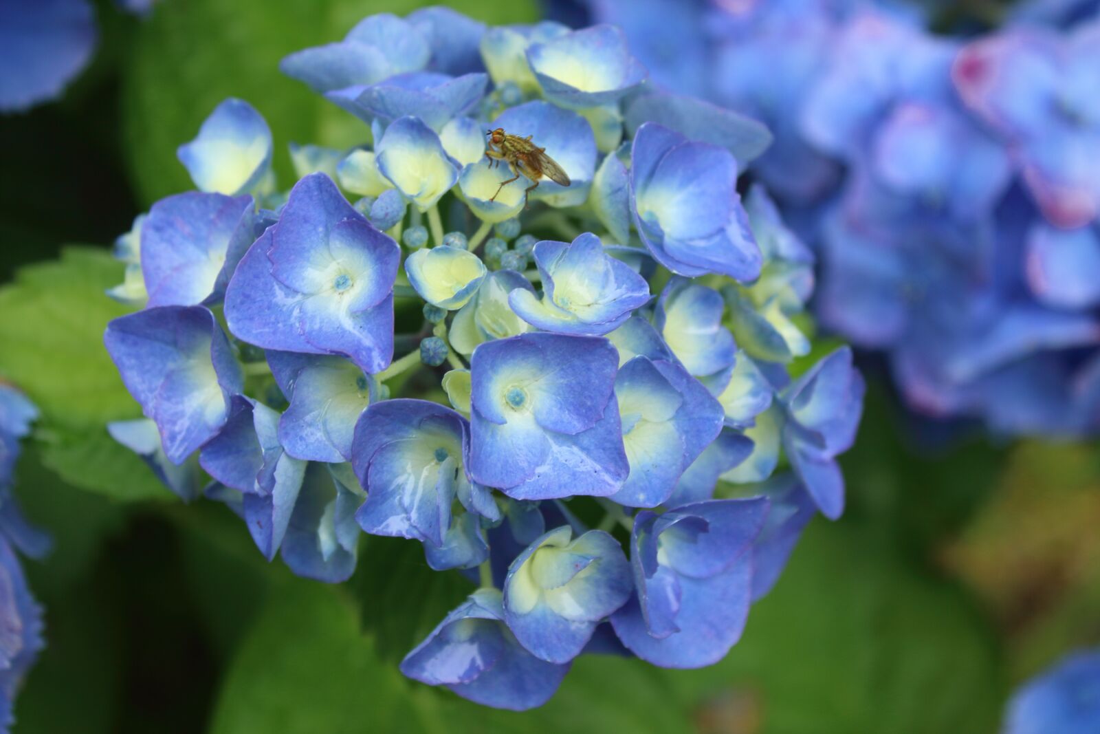 Hydrangeas - Nature's Gift to Cape Cod Hydrangeas garden design, Big leaf hydran