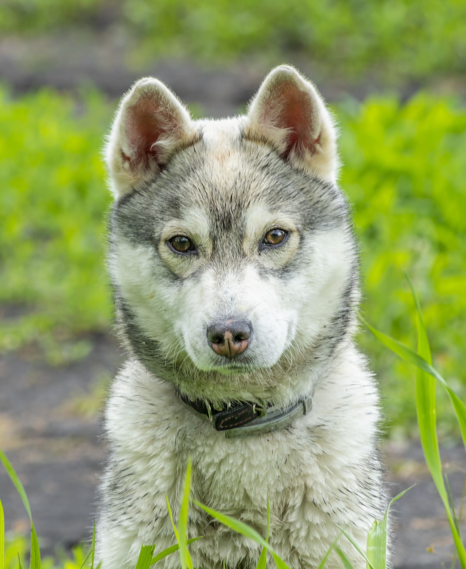 Nikon D3300 sample photo. Dog, portrait, puppy photography