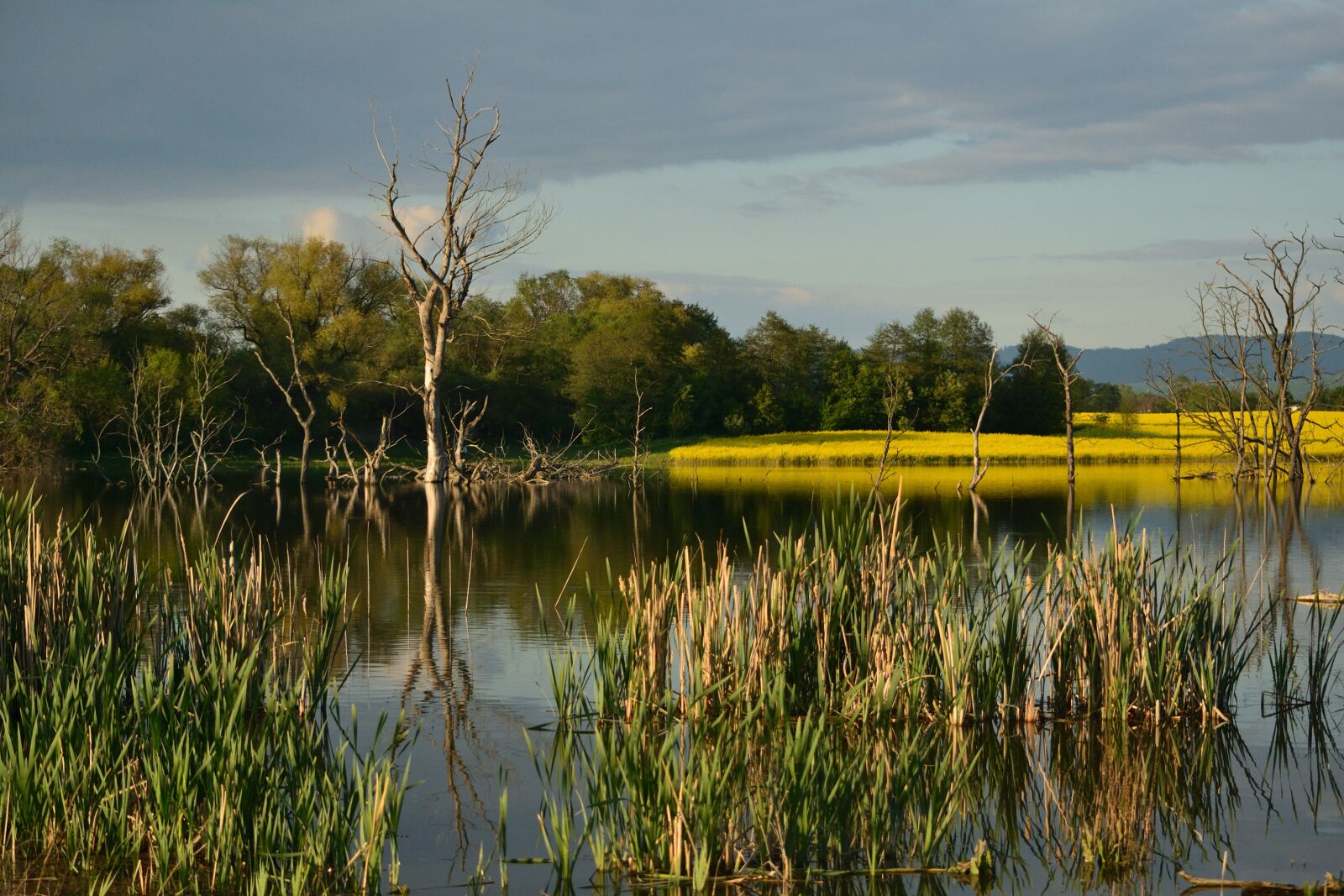 Nikon D3100 sample photo. Lake, nature, water photography