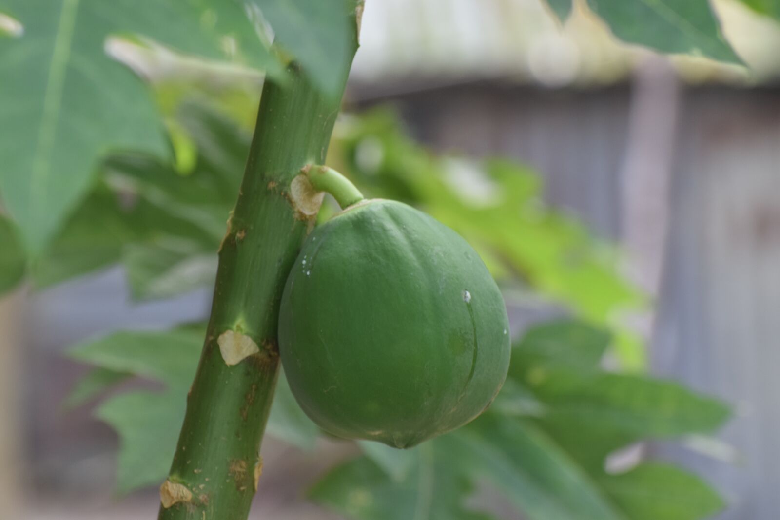 Nikon D5300 sample photo. Papaya, fruit, green photography
