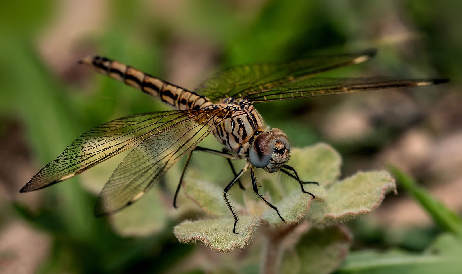 Nikon D810 sample photo. Insects, fly dragon, nature photography