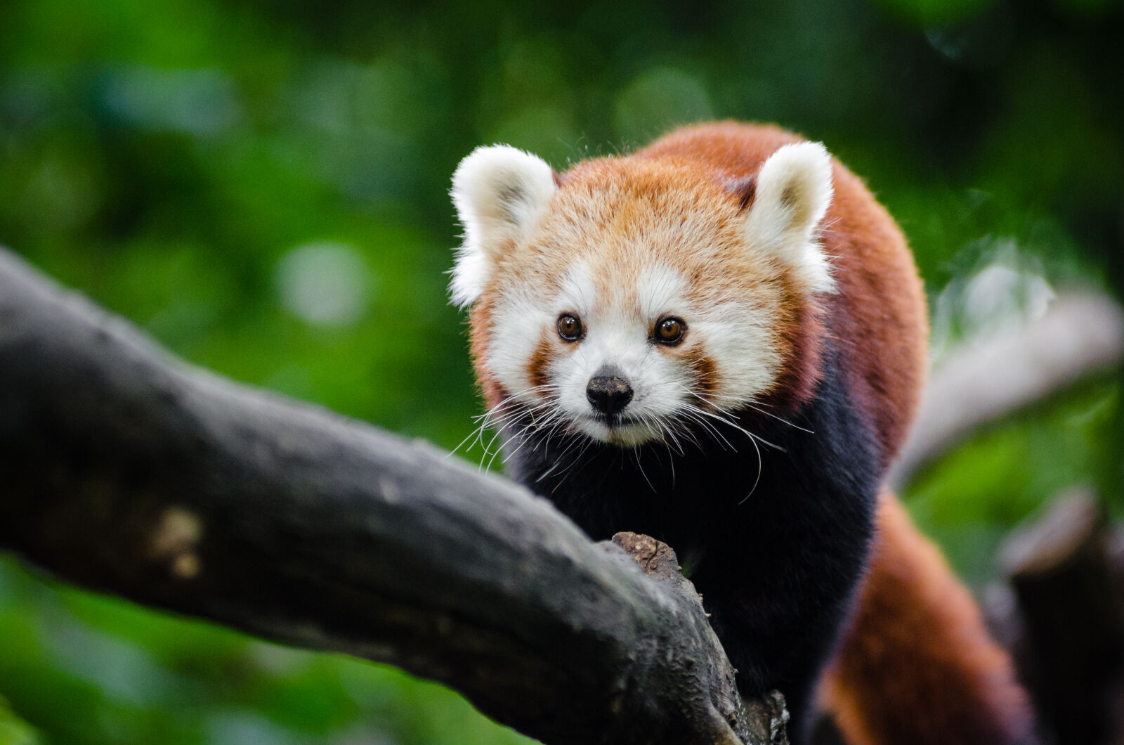 AF Zoom-Nikkor 80-200mm f/2.8 ED sample photo