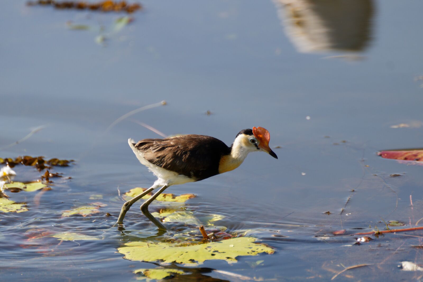 Canon EOS 750D (EOS Rebel T6i / EOS Kiss X8i) sample photo. Jesus bird, walking on photography