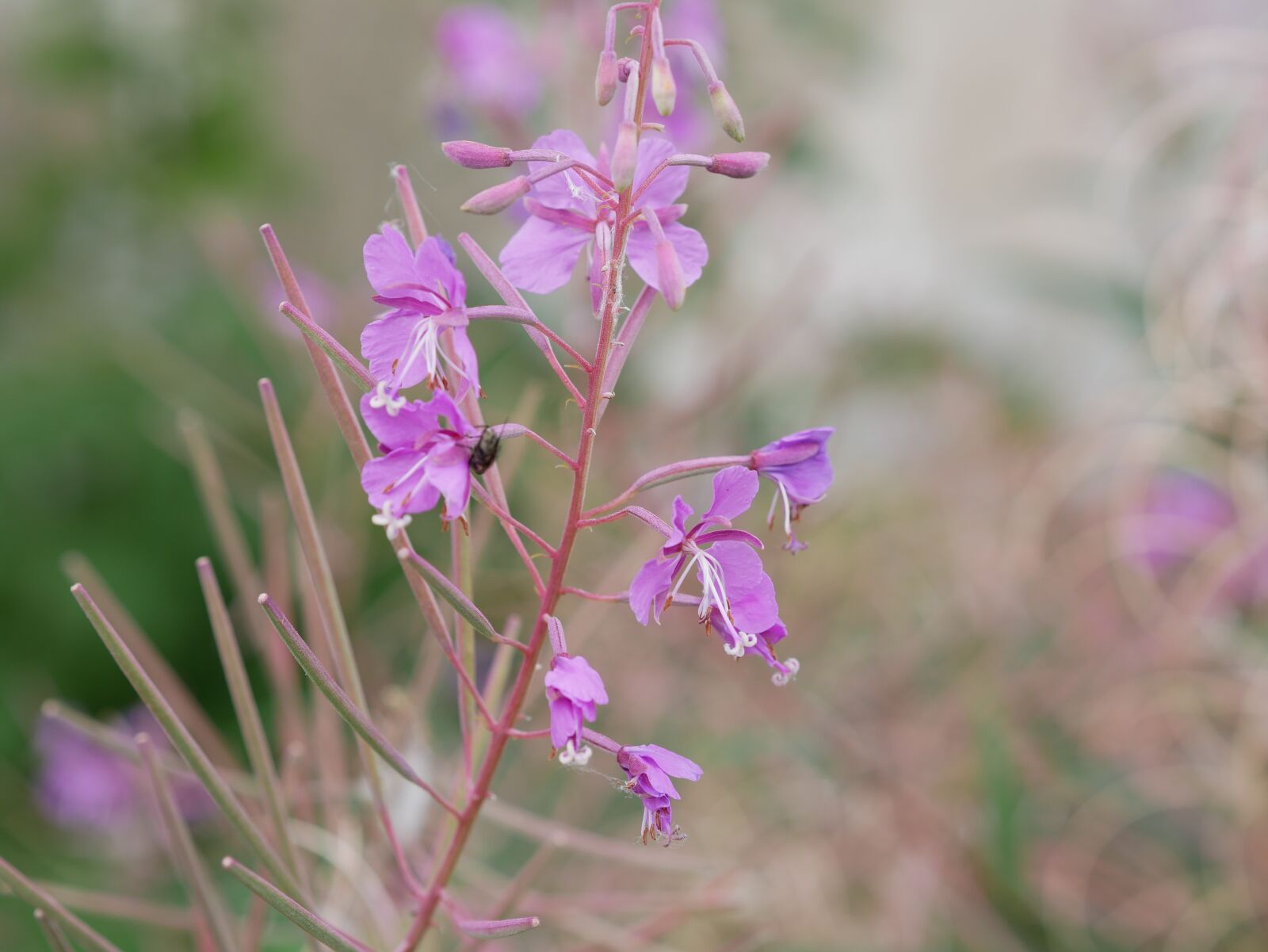 Panasonic Lumix DMC-GX85 (Lumix DMC-GX80 / Lumix DMC-GX7 Mark II) sample photo. Flower, purple, plants photography