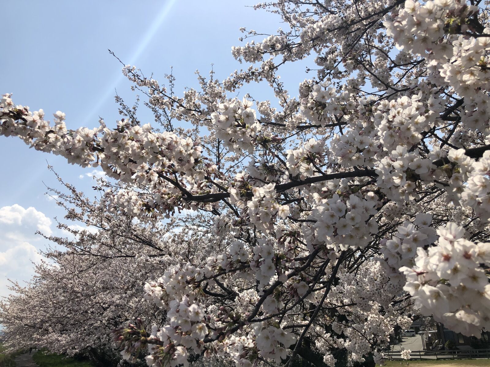 Apple iPhone X sample photo. Sakura, cherry blossoms, japan photography