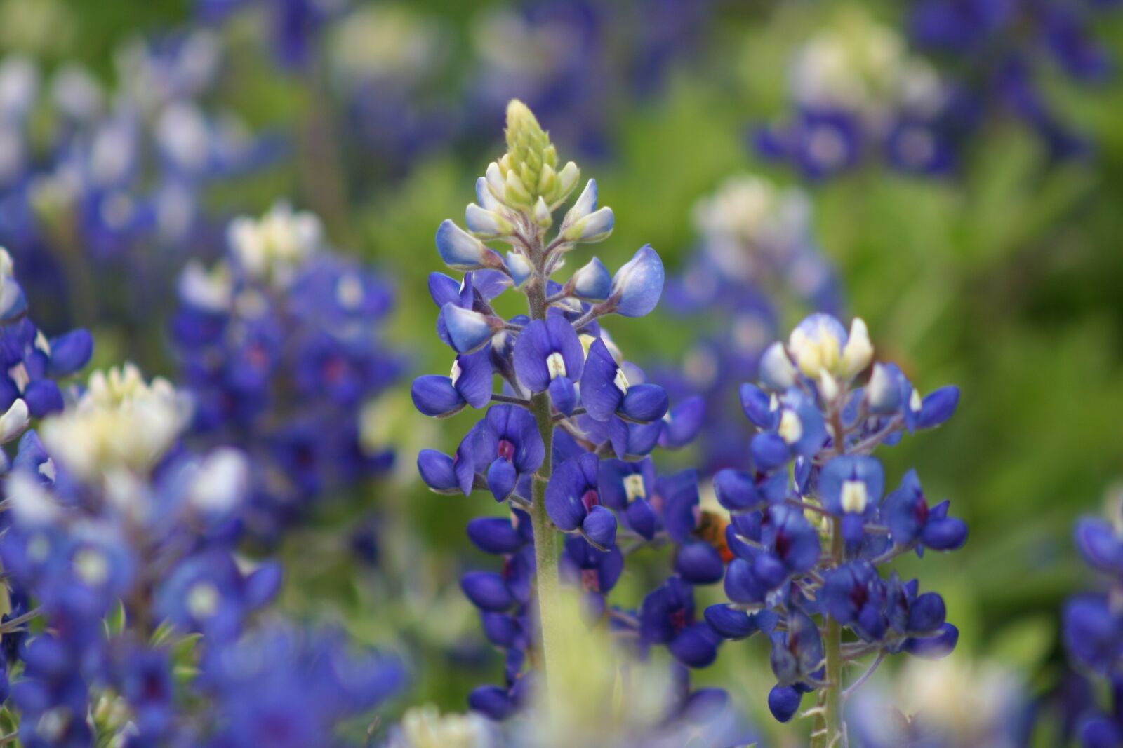 Canon EOS 350D (EOS Digital Rebel XT / EOS Kiss Digital N) sample photo. Bluebonnets, texas bluebonnets, spring photography