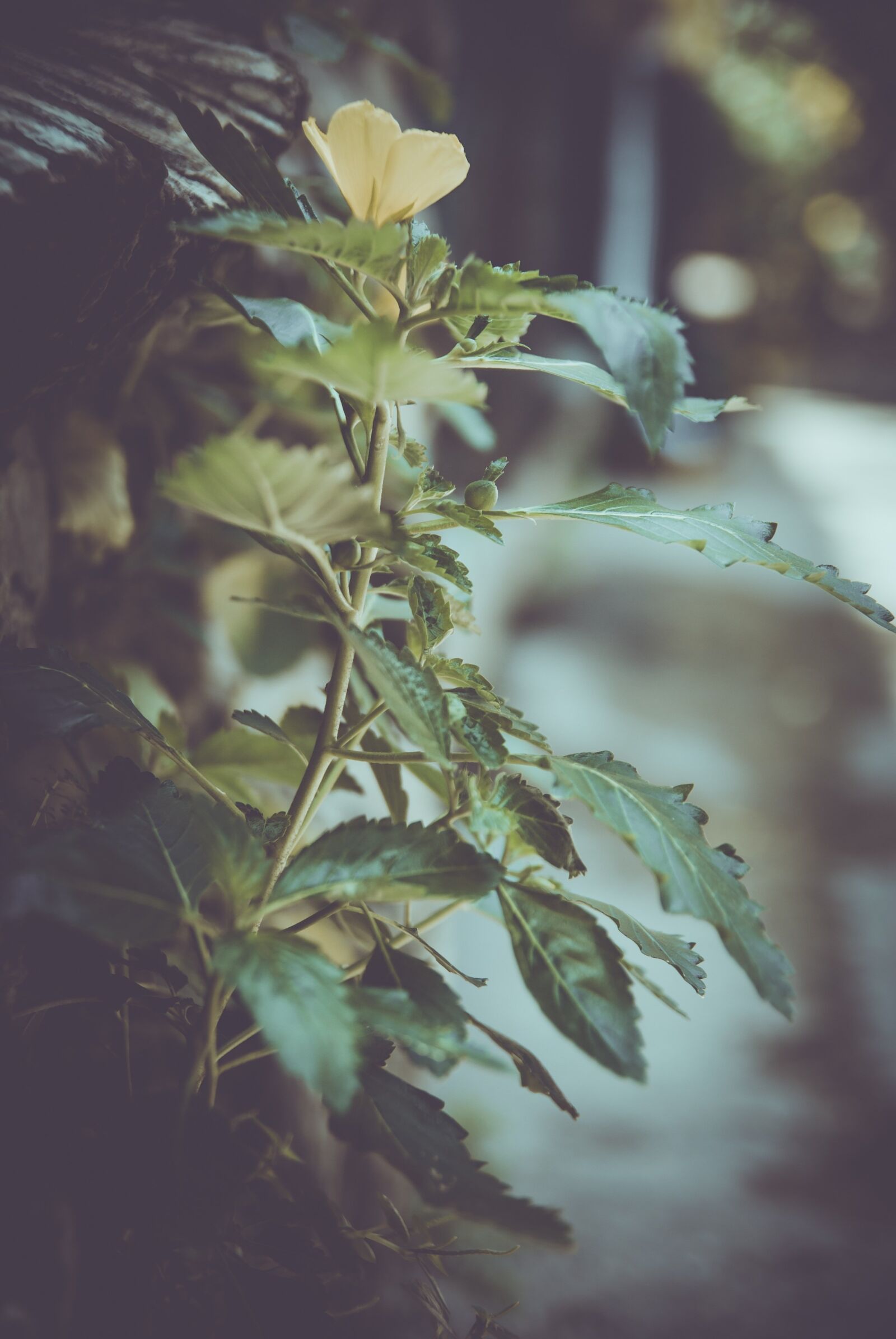 Nikon D60 sample photo. Tree, blur, nature photography