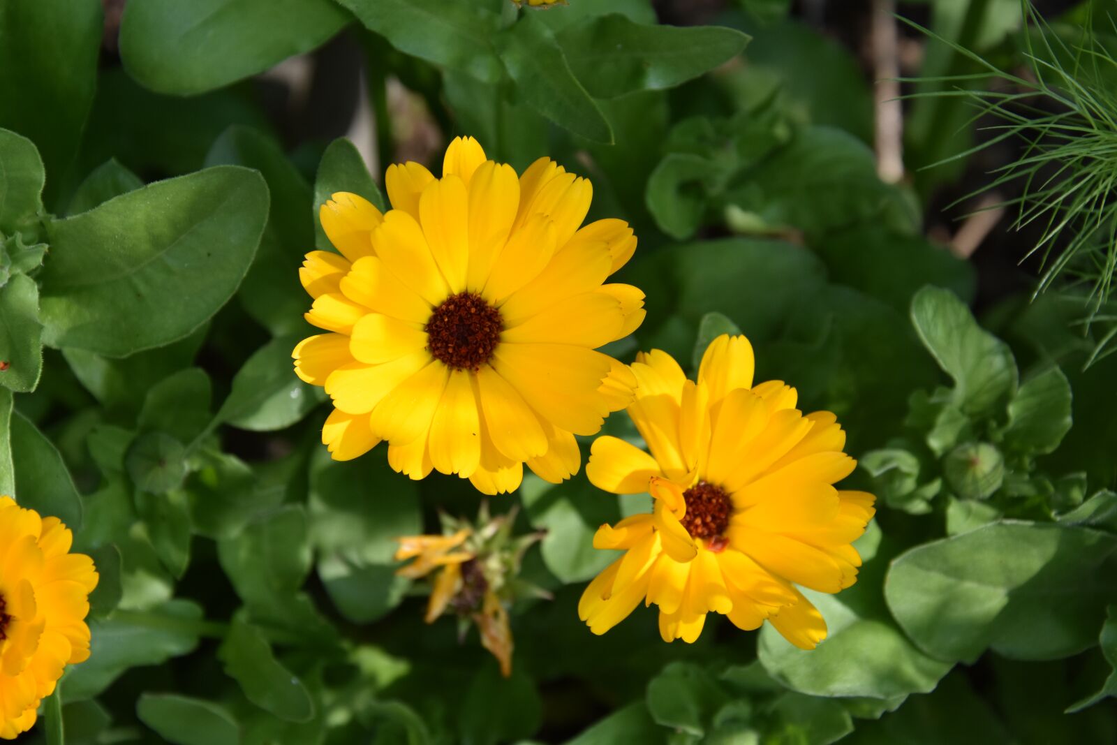 Nikon D7200 sample photo. Flower, yellow, summer photography
