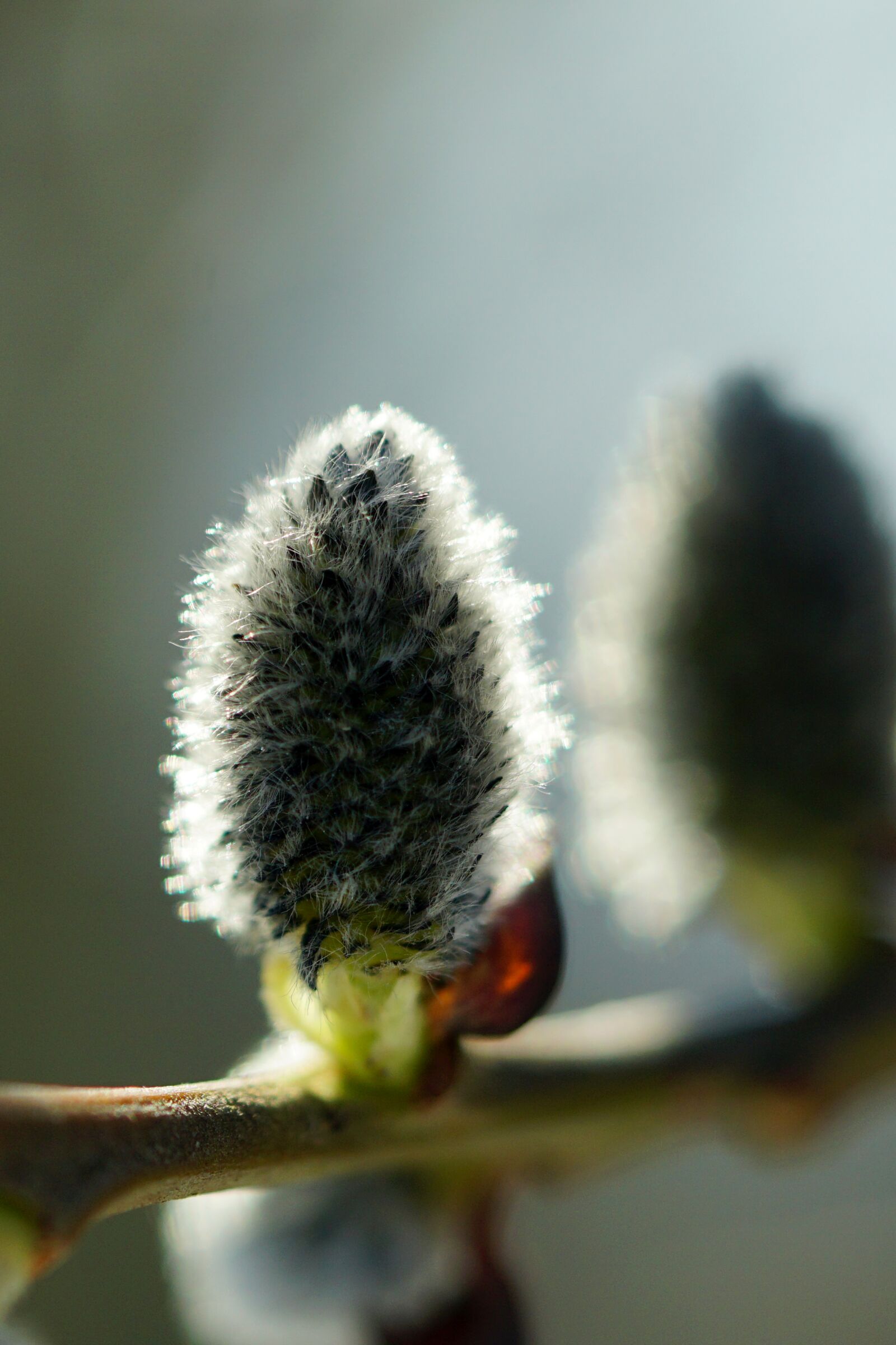 Sony a6000 + Sony FE 90mm F2.8 Macro G OSS sample photo. Nature, plant, palm kitten photography