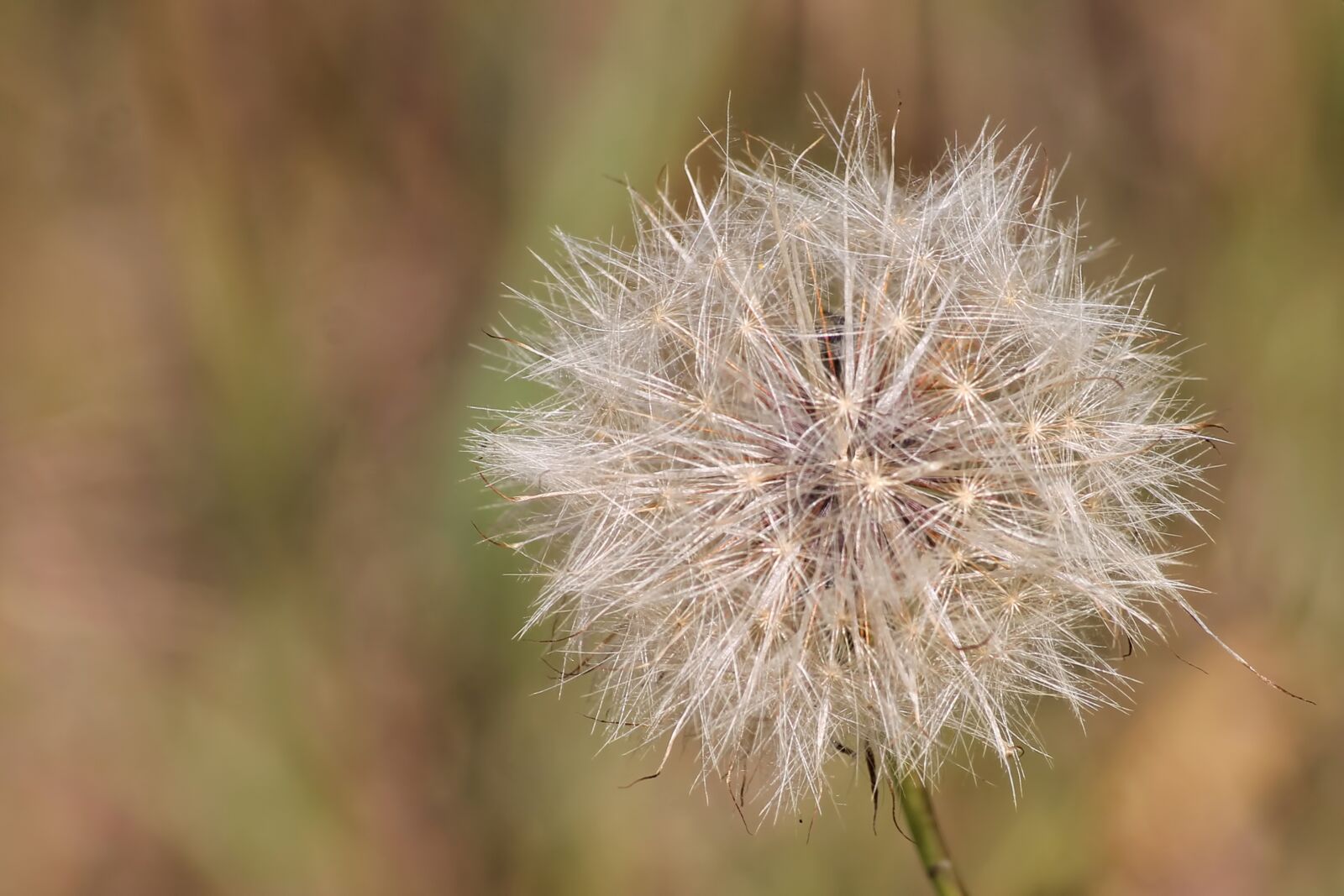 Canon EOS 1100D (EOS Rebel T3 / EOS Kiss X50) sample photo. Thistle, dandelion, seeds photography