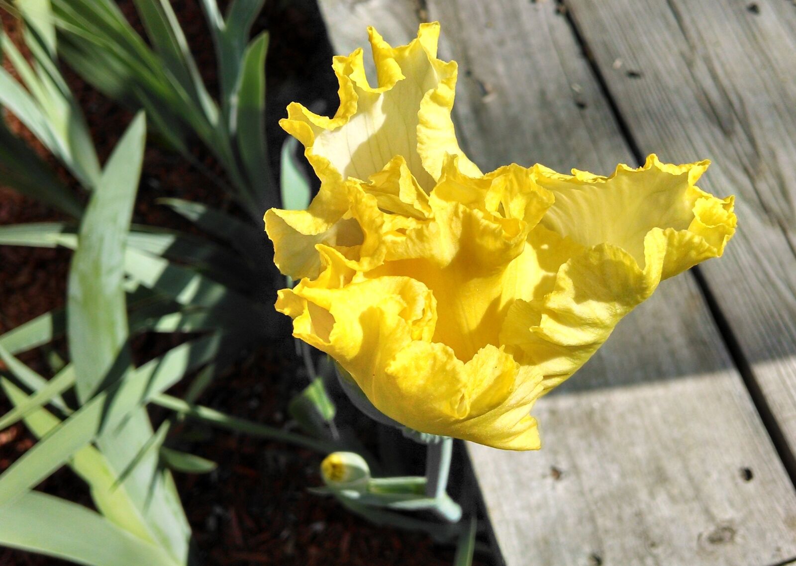 Motorola XT1080 sample photo. Yellow, iris, garden photography