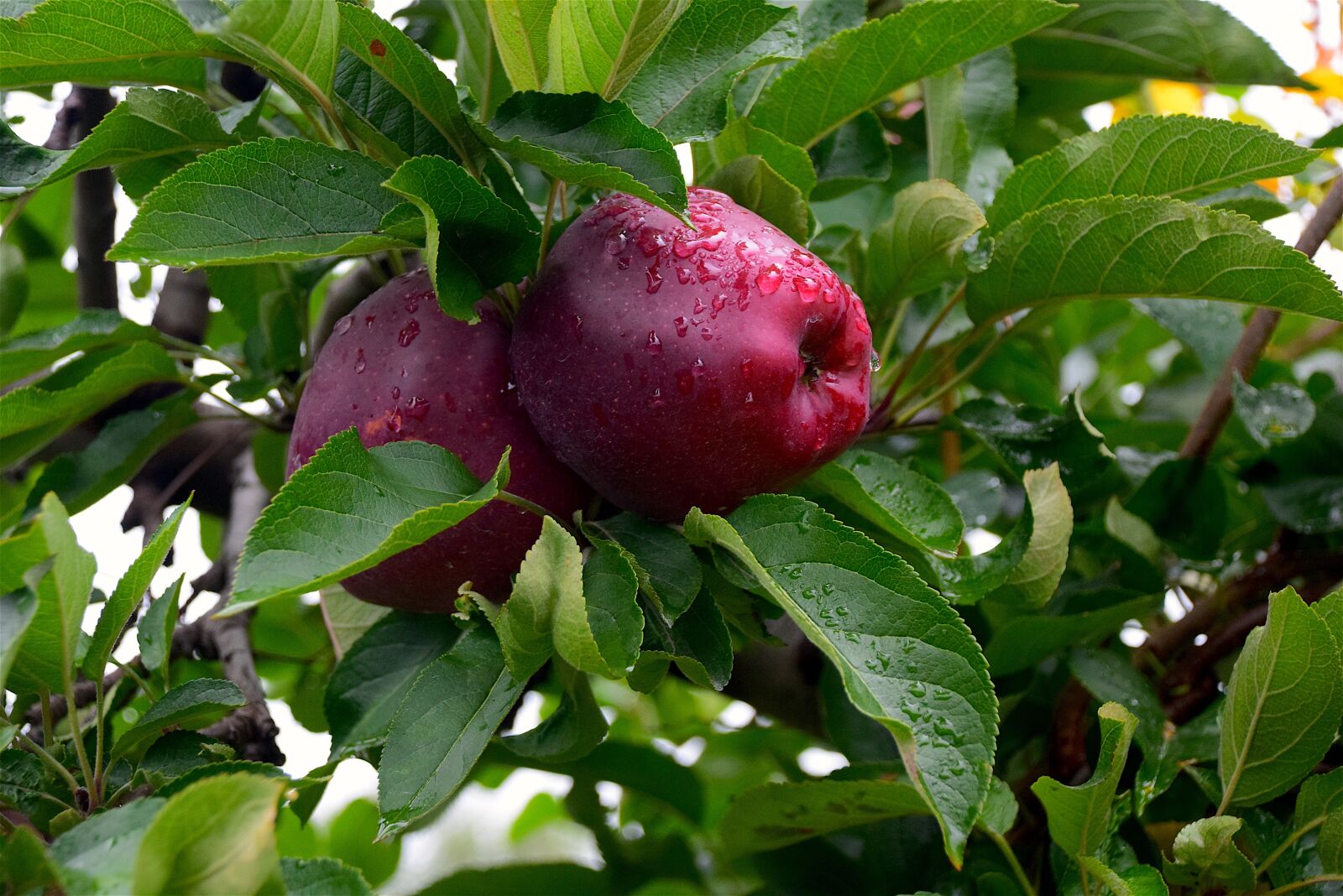 Nikon D3300 sample photo. Apple, dew, healthy photography