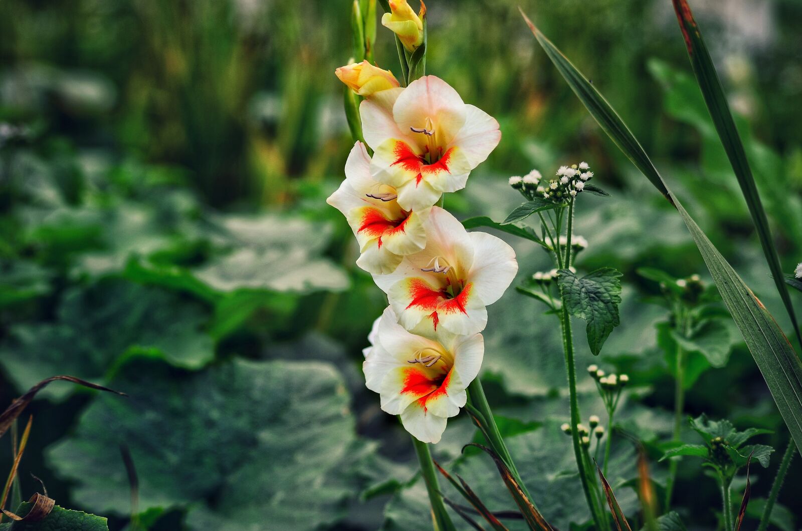 Nikon D5100 sample photo. Flower, beautiful, white photography