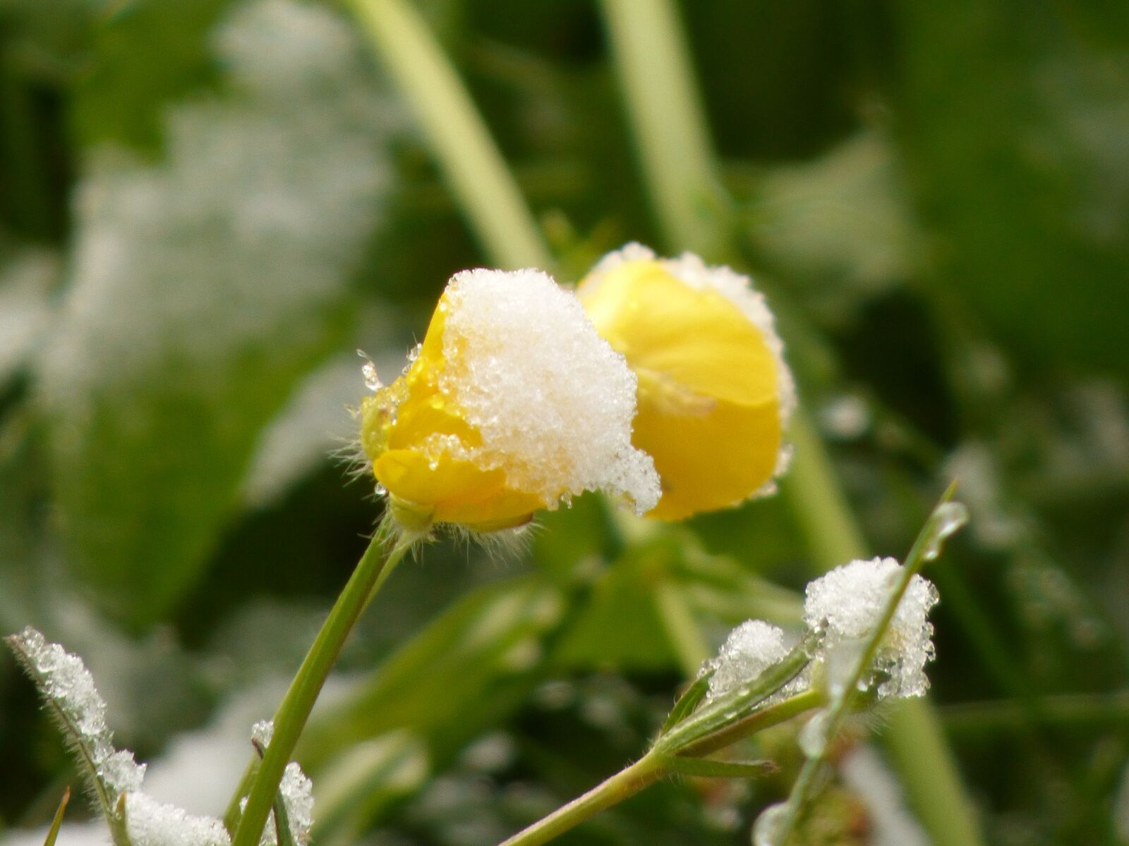 Panasonic DMC-FZ72 sample photo. Flower, yellow, snow photography