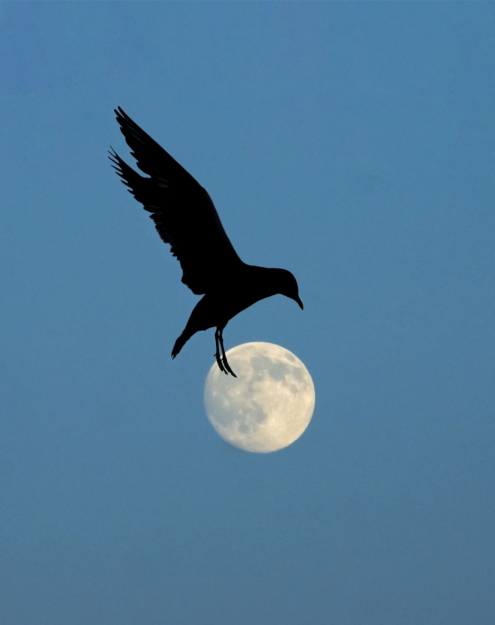 Sony DT 55-200mm F4-5.6 SAM sample photo. Moon, night, bird in photography