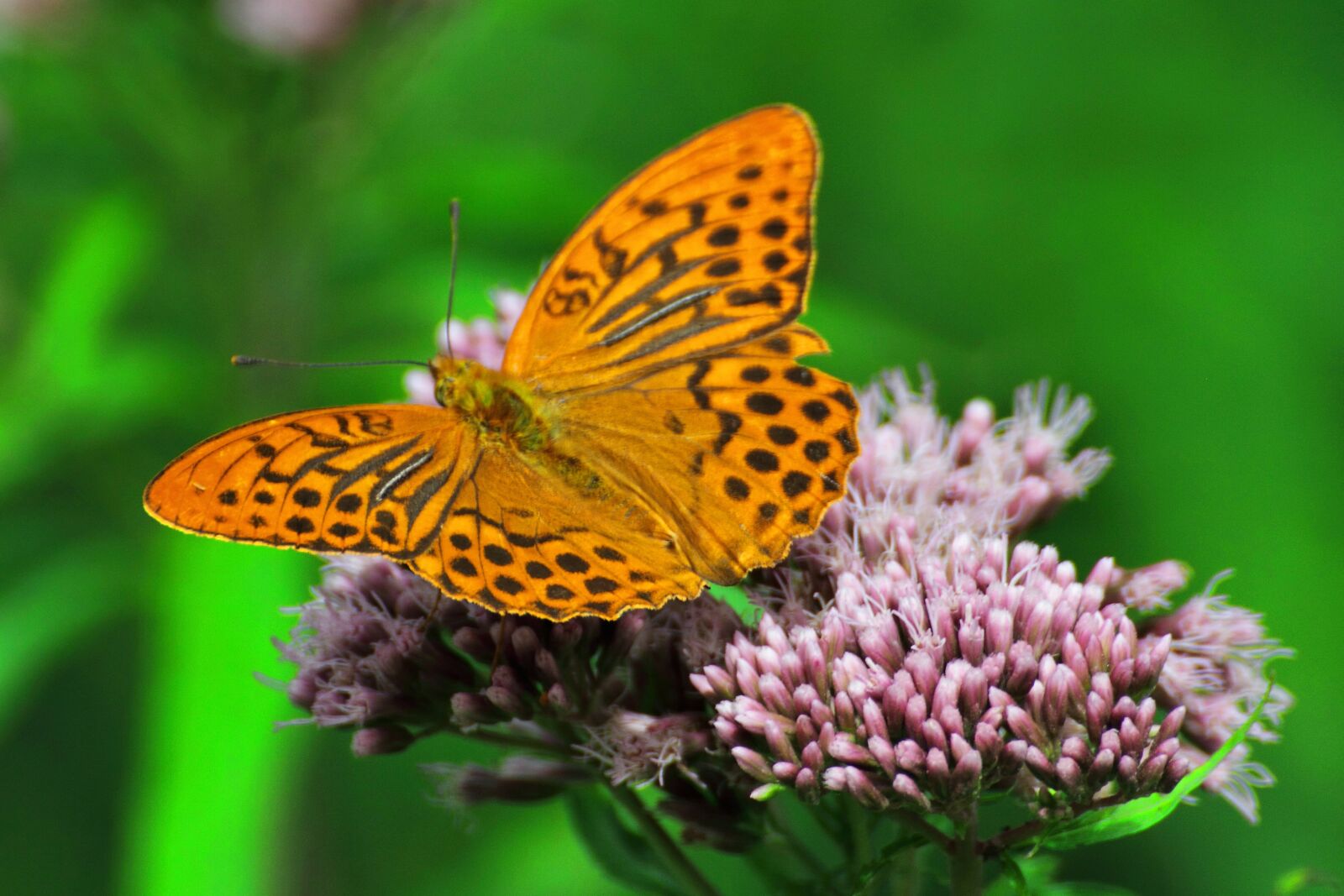 Canon EOS 7D sample photo. Butterfly, flower, nature photography