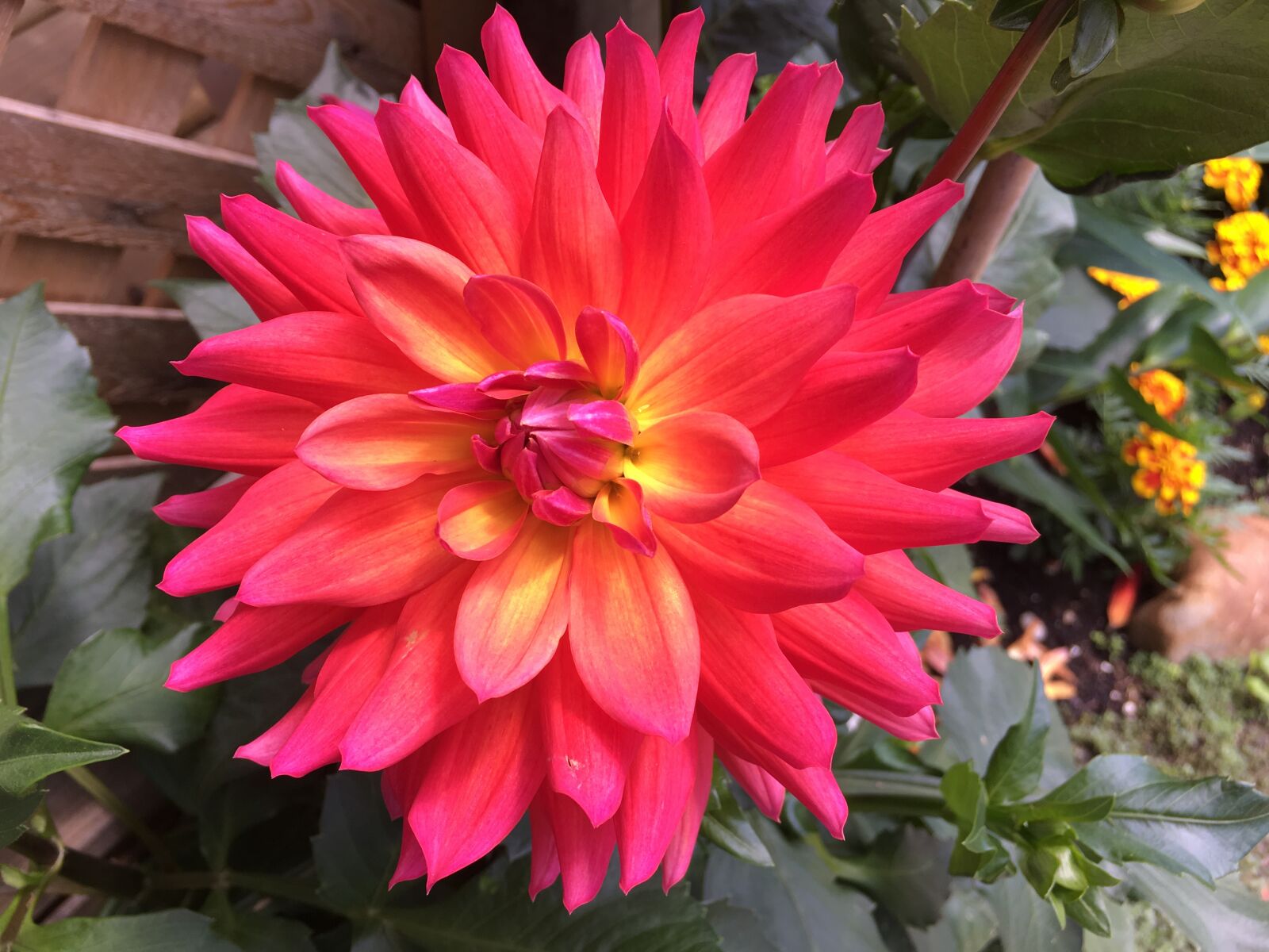Apple iPhone 6s sample photo. Dahlia, coral, sunny photography