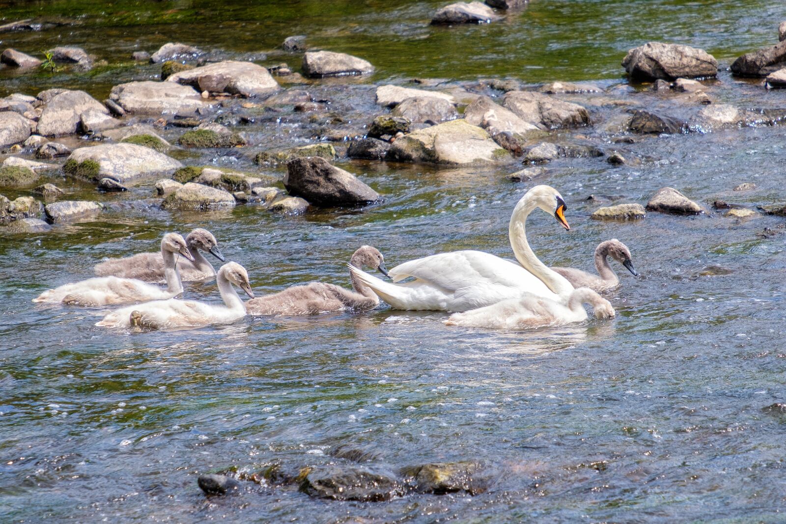 Fujifilm X-T2 sample photo. Swan, family, young photography