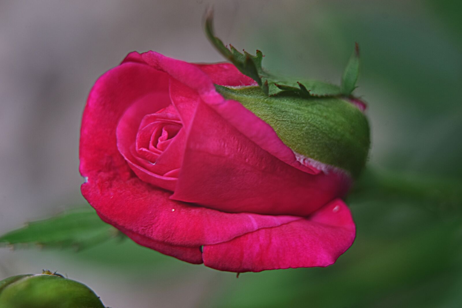 Nikon D5300 sample photo. Red rose, bud, very photography