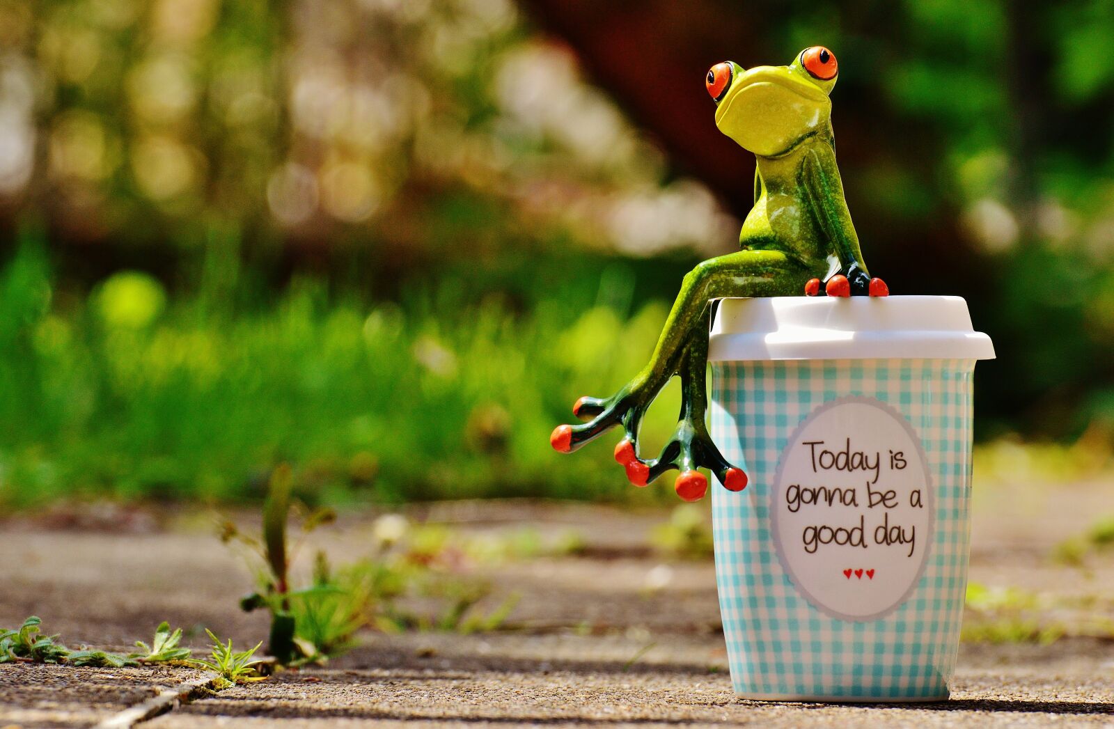 Nikon D3200 sample photo. Beautiful day, joy, frog photography