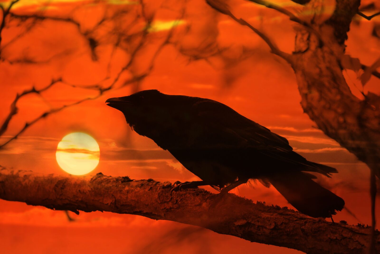 Nikon D750 sample photo. Crow, bird, perched photography