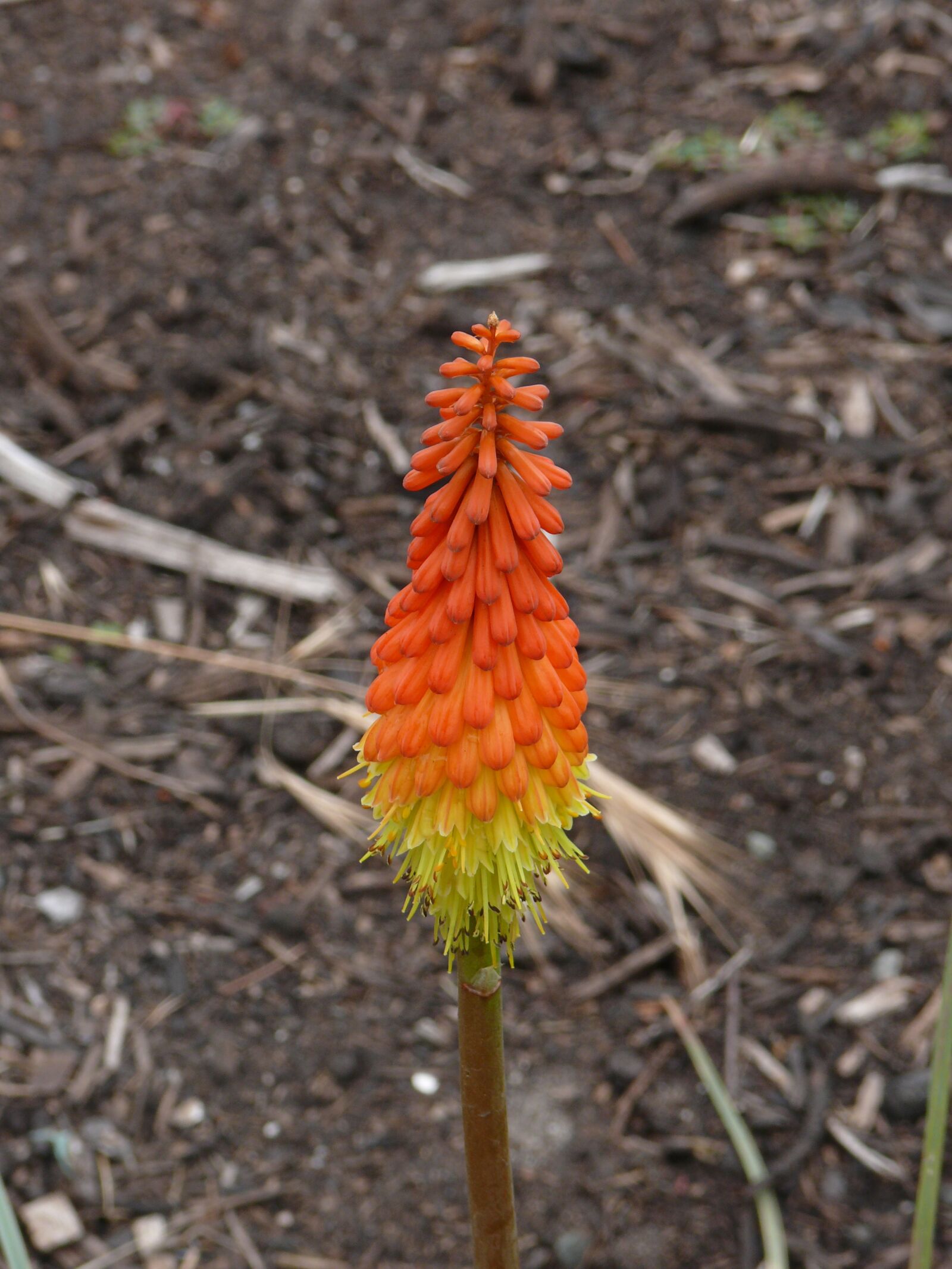 Panasonic DMC-FZ50 sample photo. Kniphofia, orange, yellow photography
