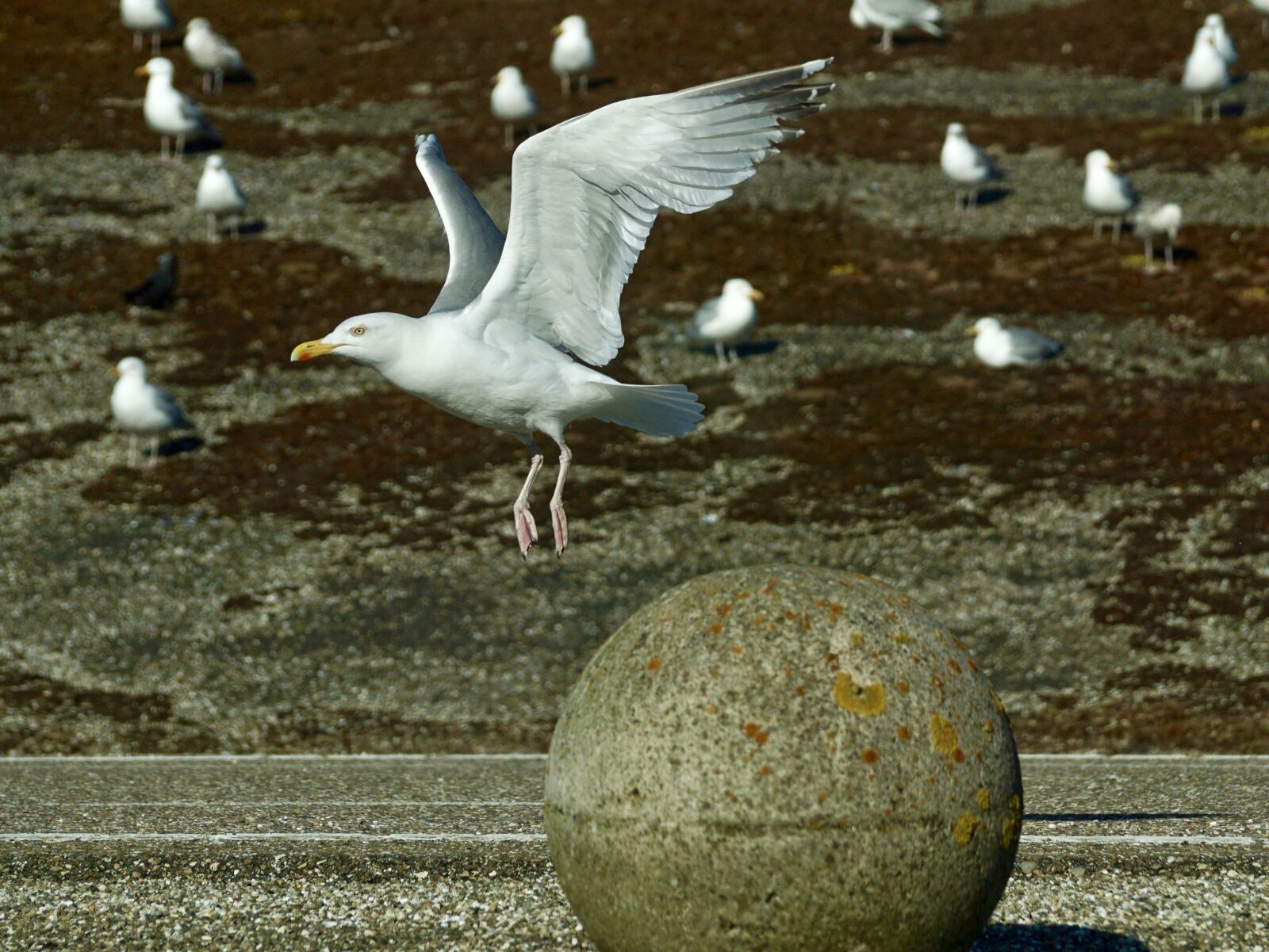 Sony DT 55-300mm F4.5-5.6 SAM sample photo. Gull, departure, start photography