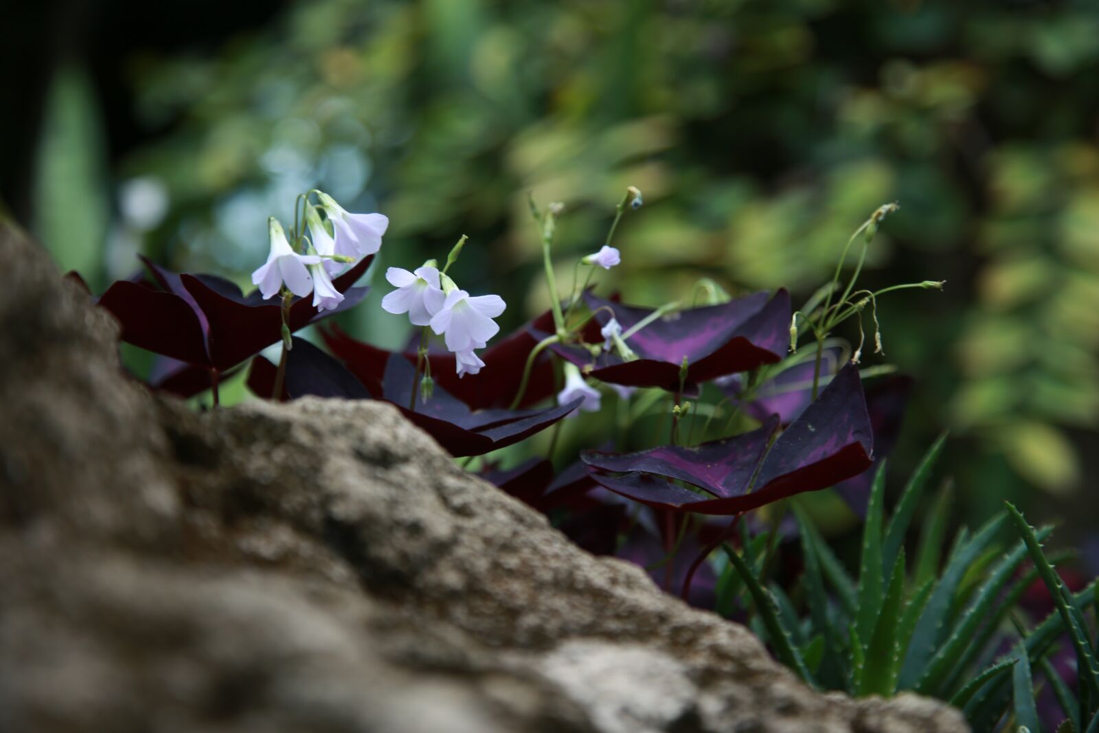 Canon EOS 6D + Canon EF 24-105mm F4L IS USM sample photo. Wildflower, flowers, plants photography