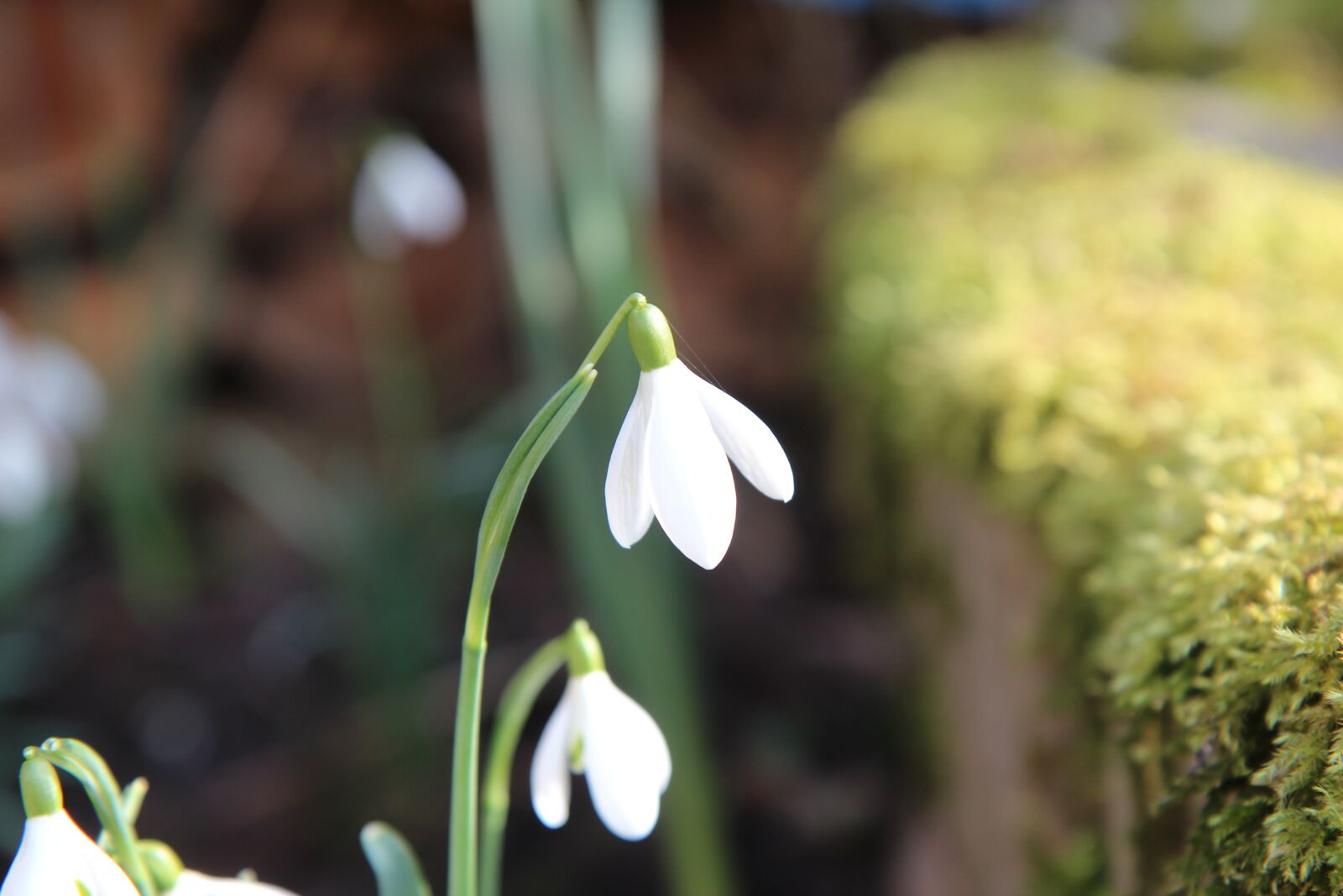Canon EOS 600D (Rebel EOS T3i / EOS Kiss X5) sample photo. Perce-neige, flowers, bulb photography