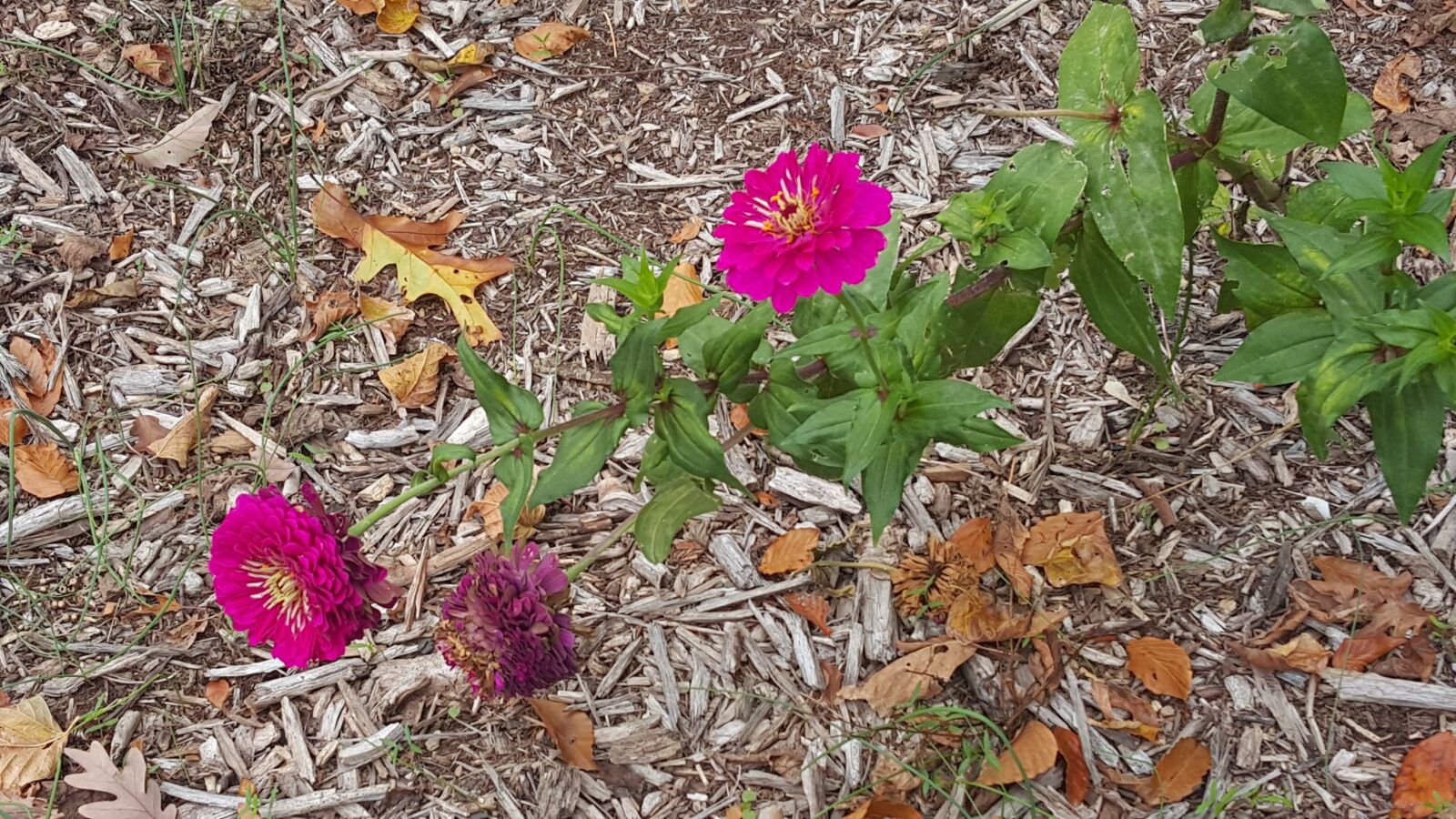 Samsung Galaxy S6 sample photo. Dirt, flower, nature, pink photography